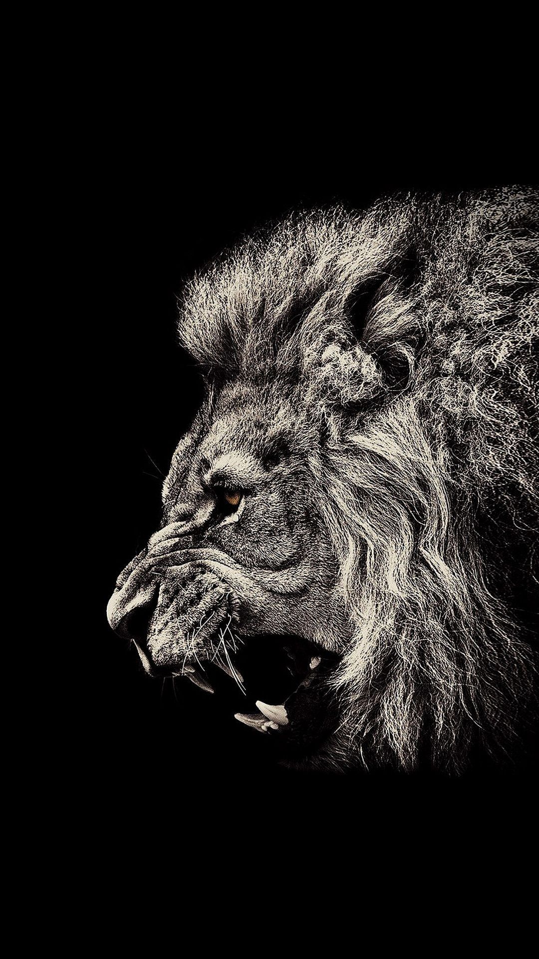 Lion Black Wallpapers