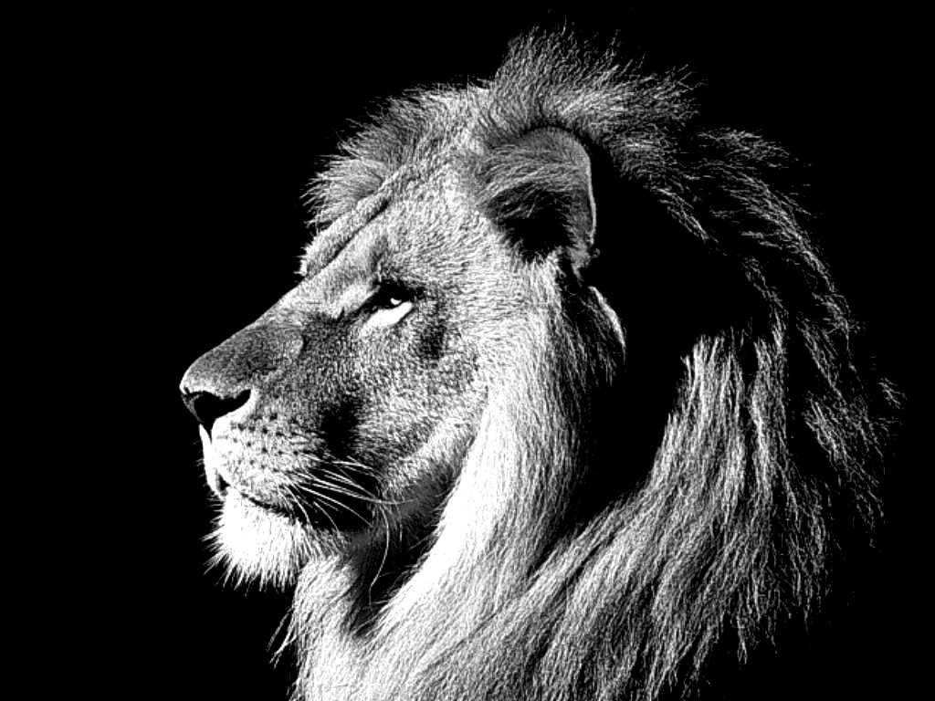 Lion Black Wallpapers