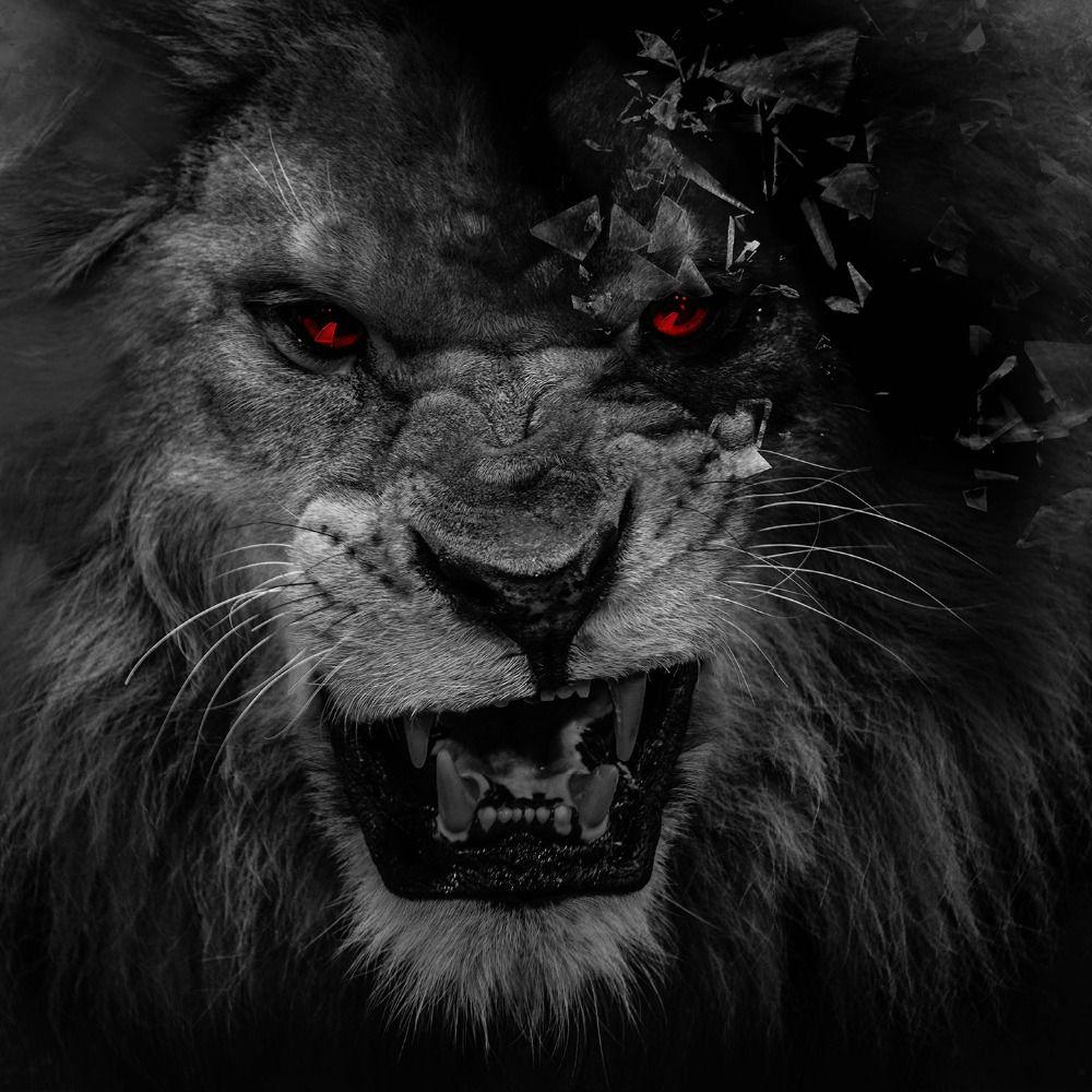 Lion Black Wallpapers