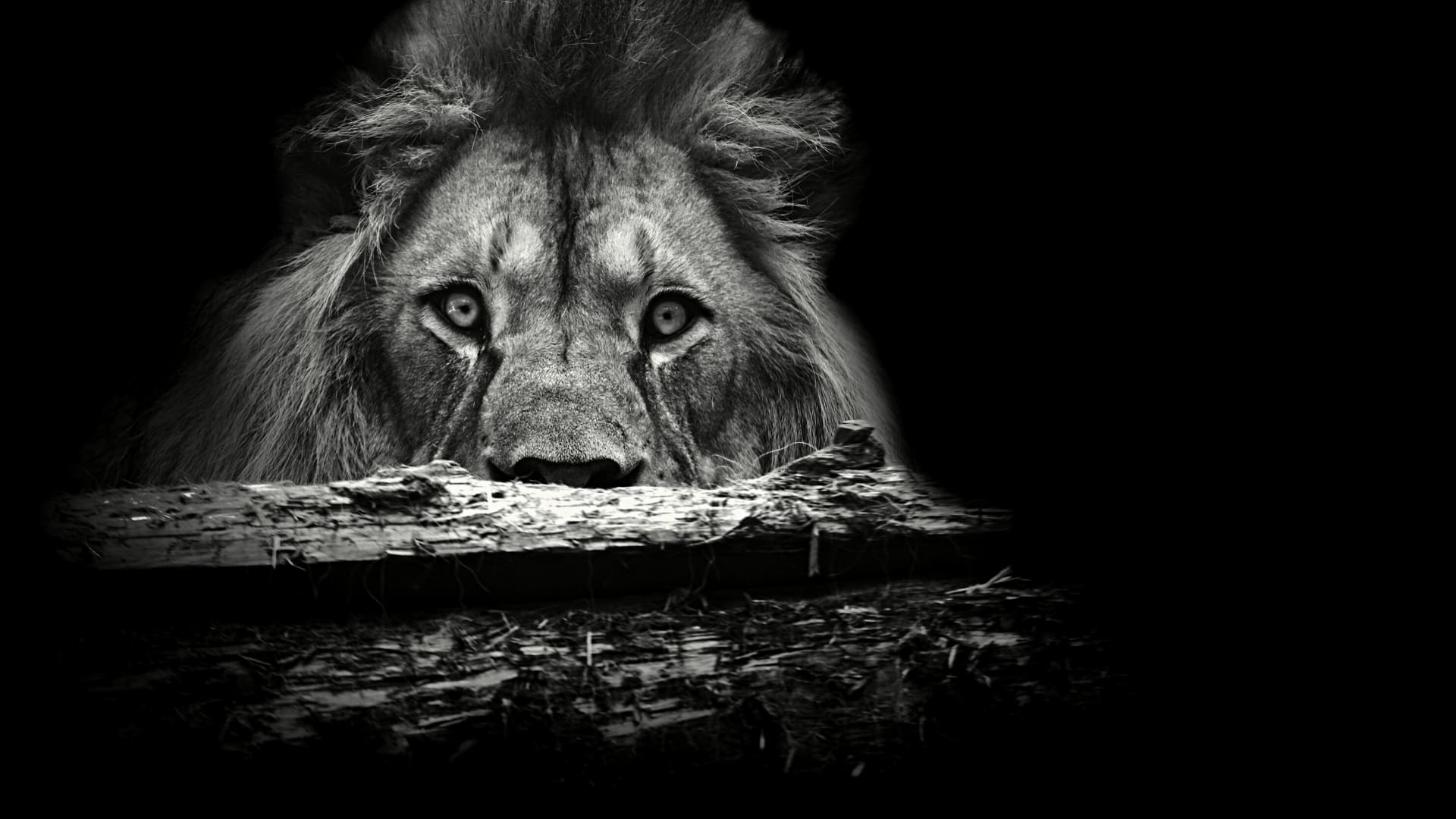 Lion Black Wallpapers