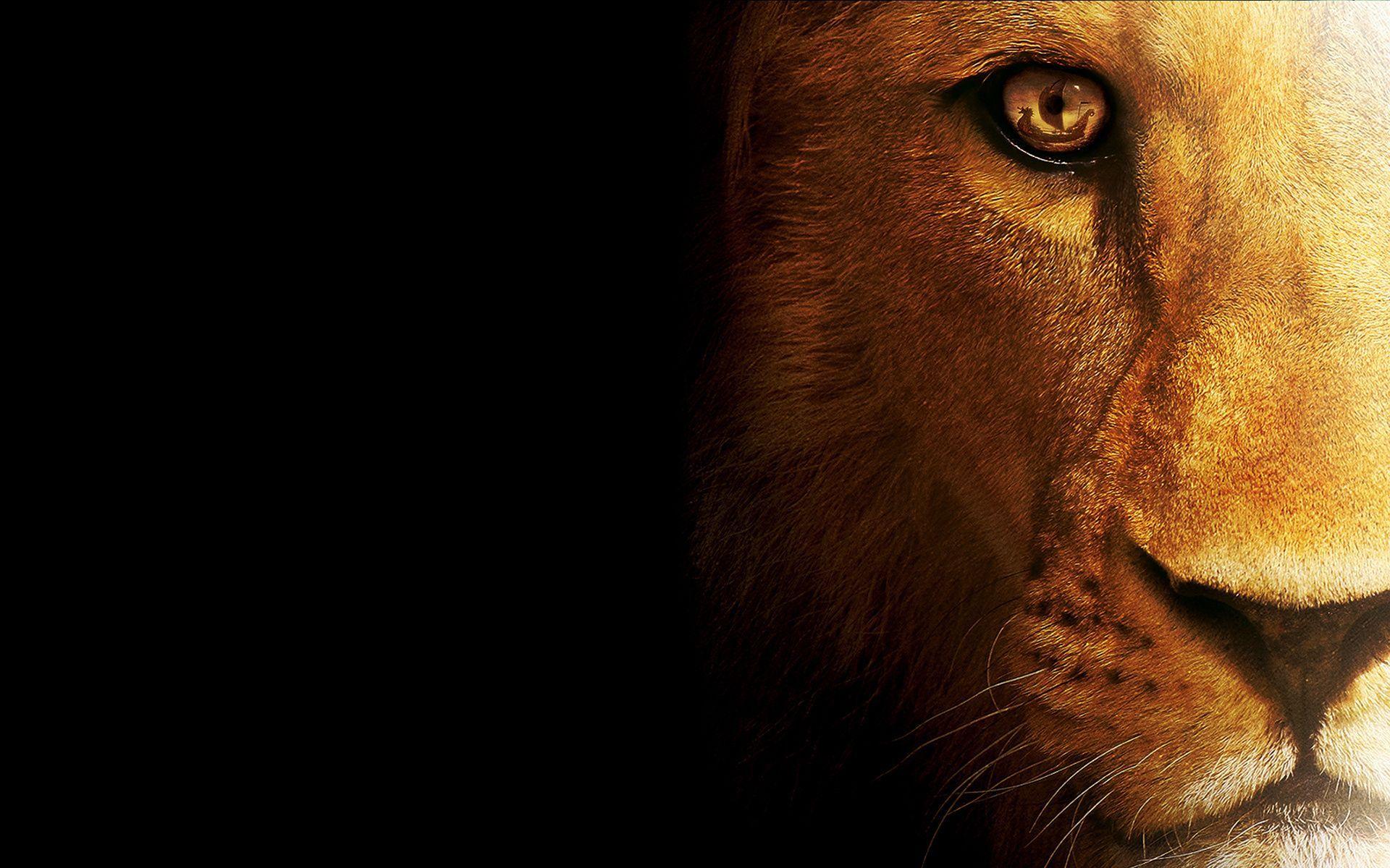 Lion Eyes Wallpapers