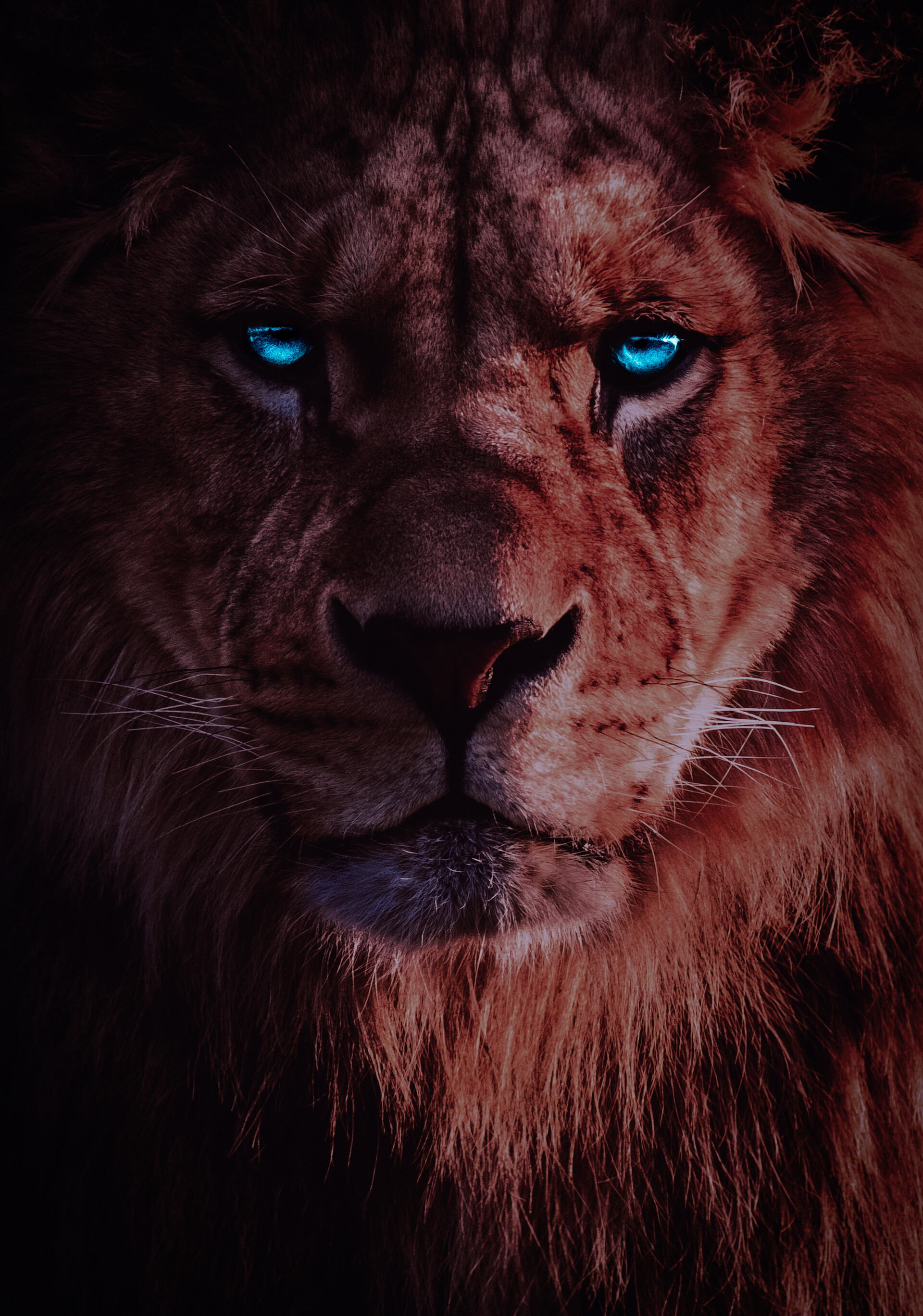 Lion Eyes Wallpapers