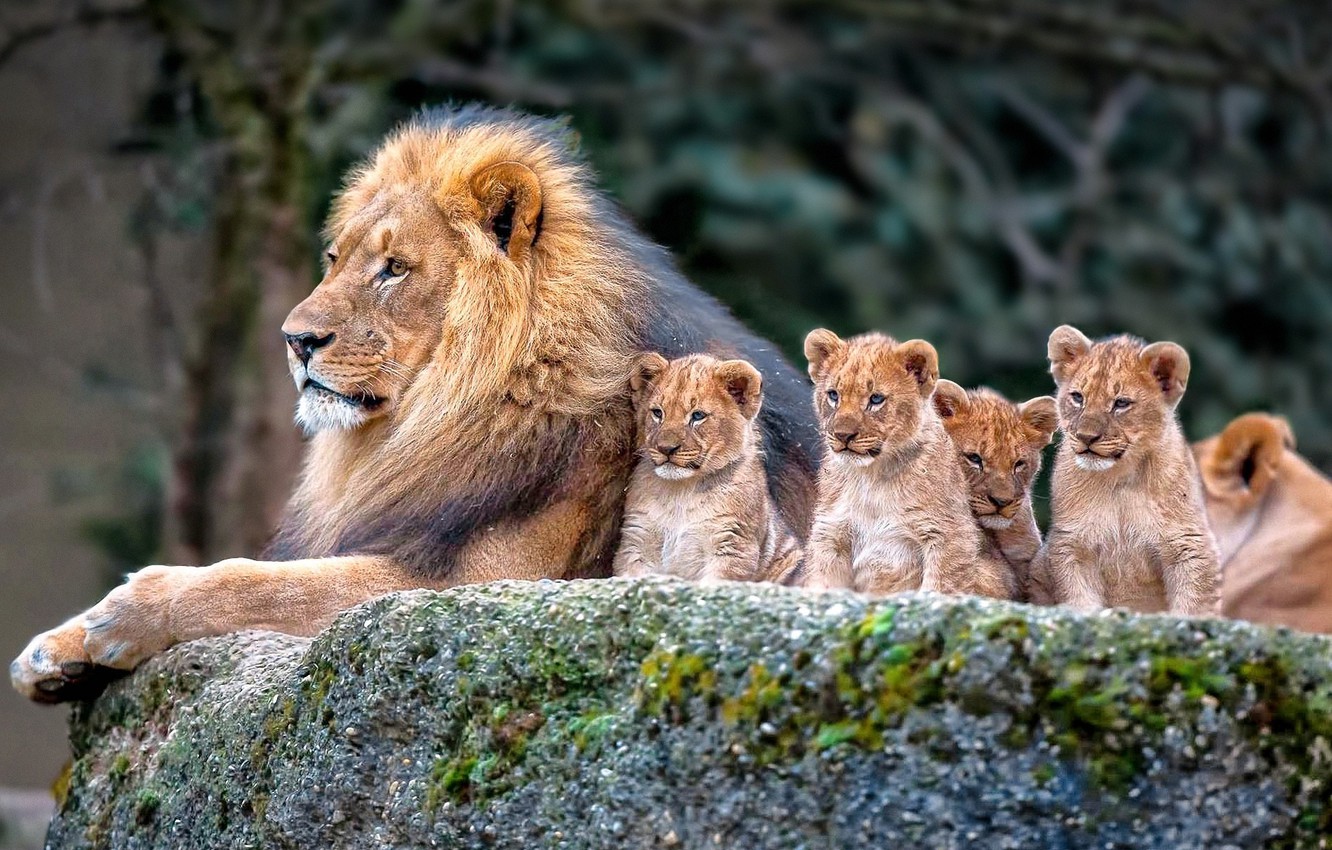 Lion Family Wallpapers