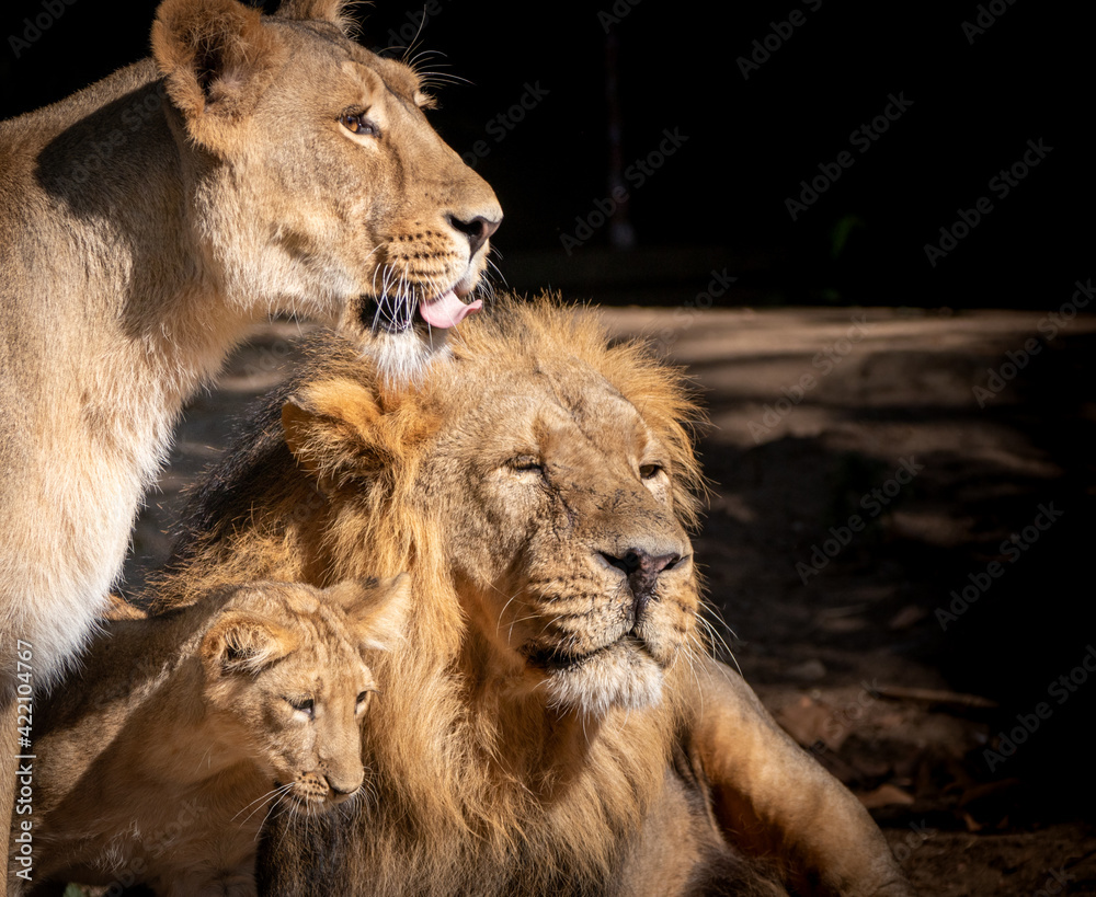 Lion Family Wallpapers