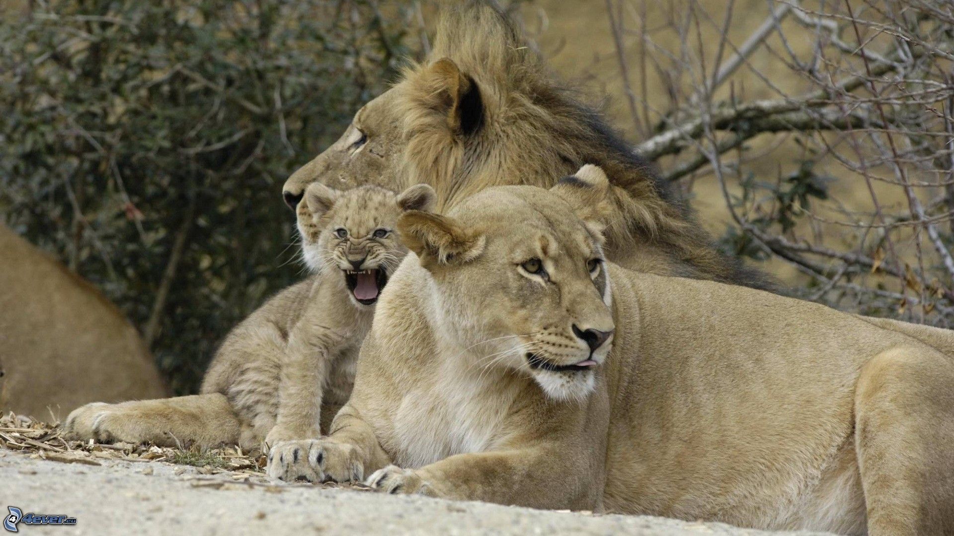 Lion Family Wallpapers