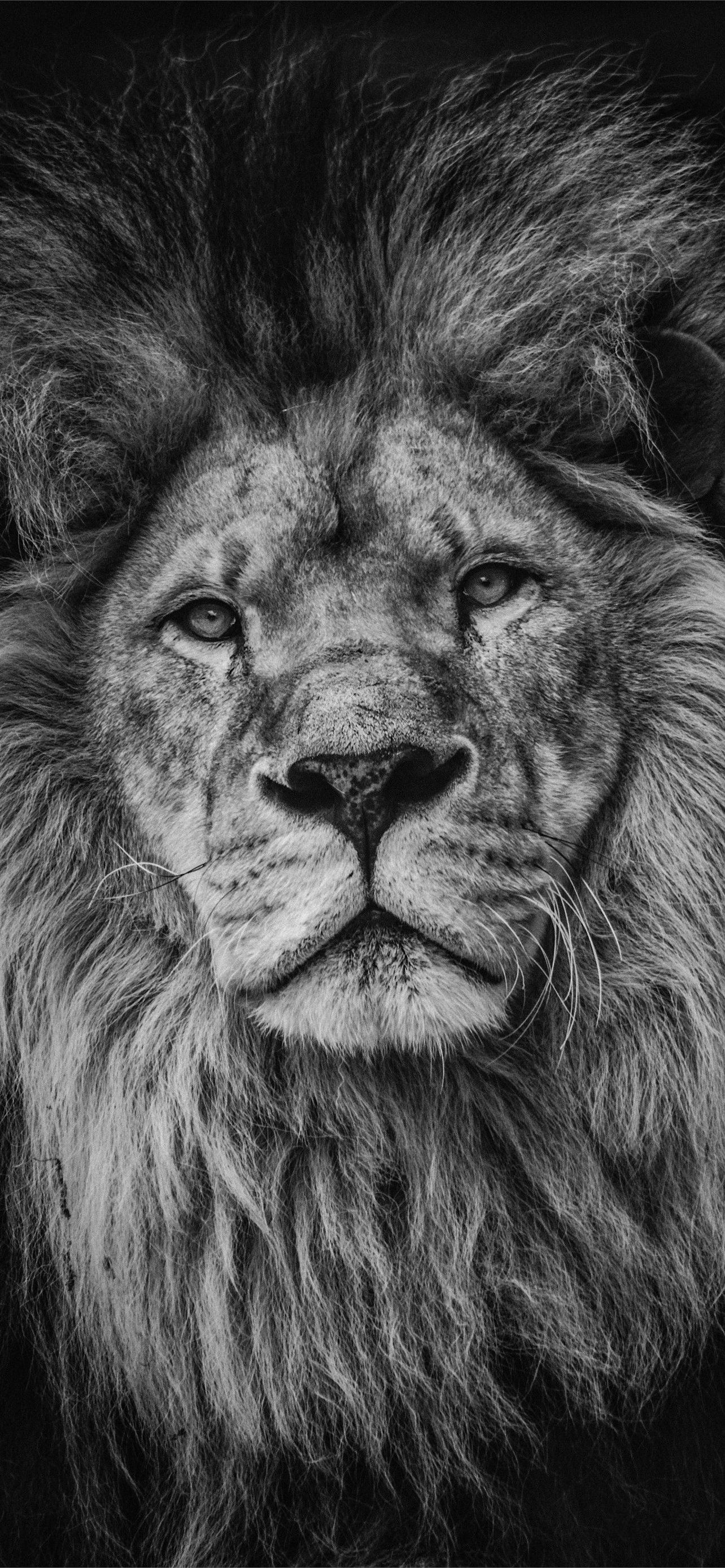Lion Iphone Wallpapers