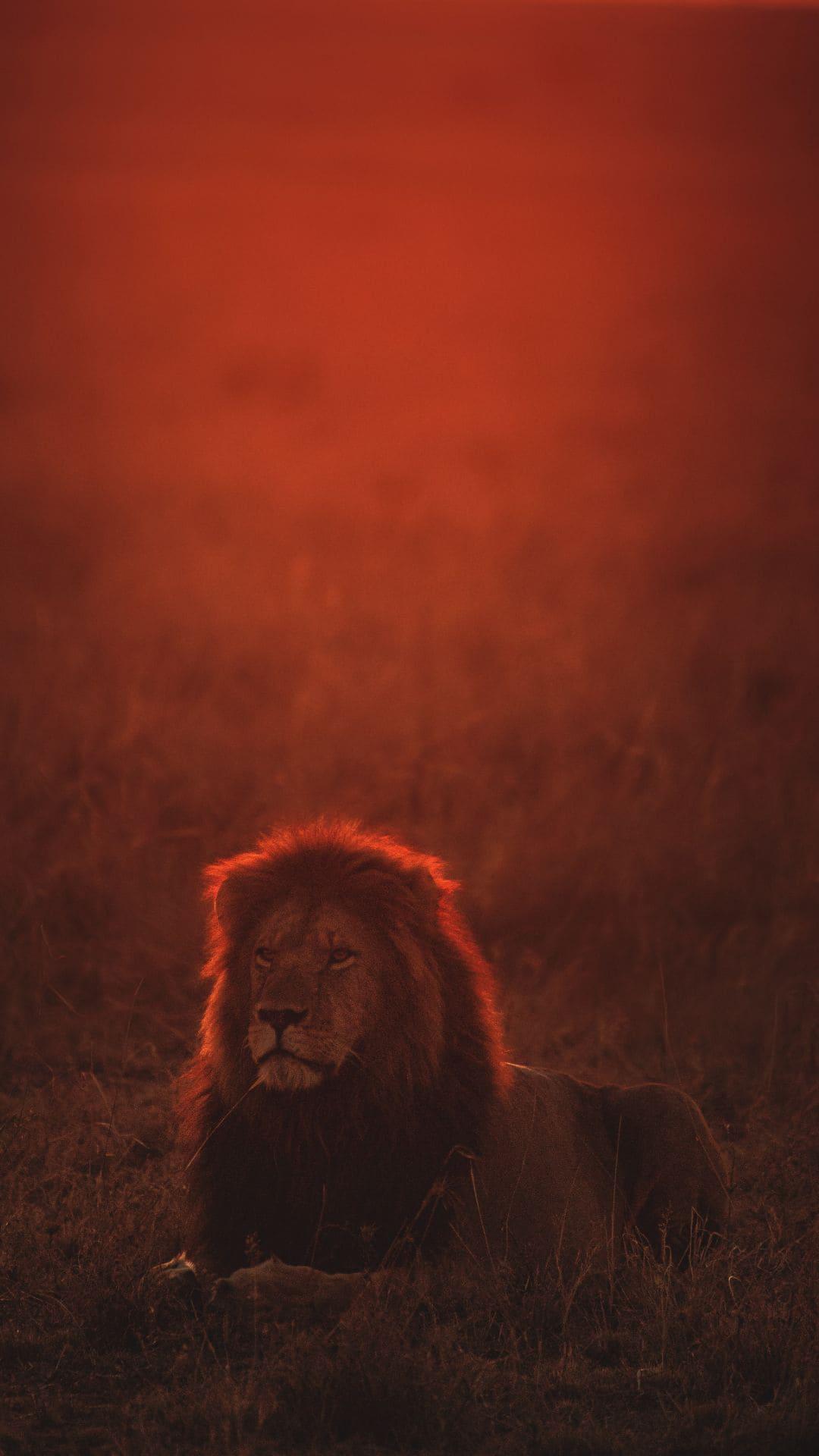 Lion Iphone Wallpapers