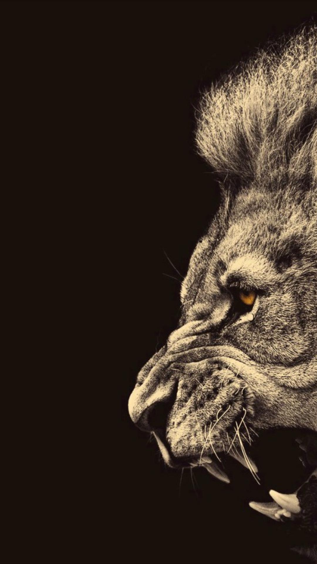 Lion Iphone Wallpapers