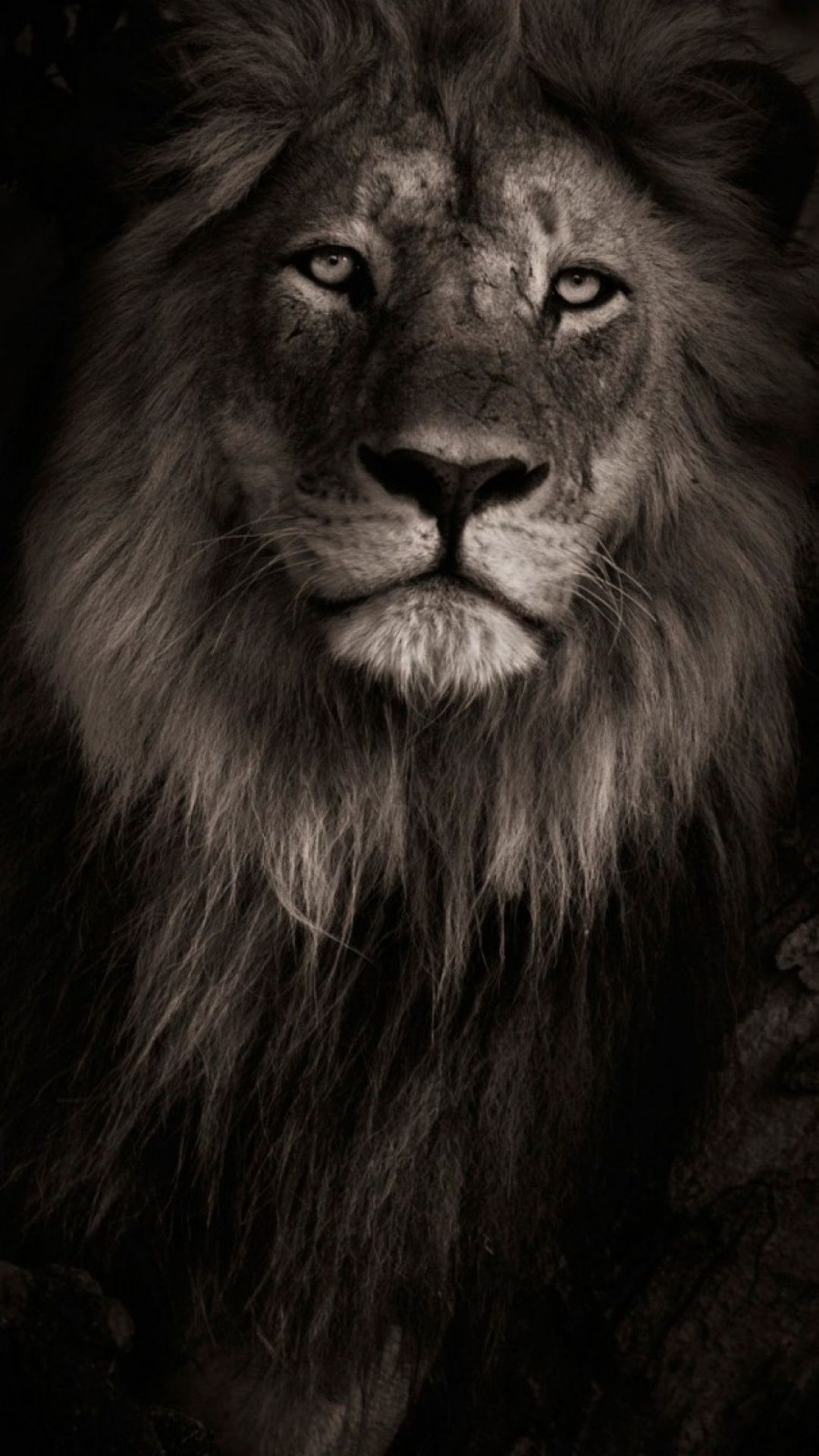 Lion Iphone Wallpapers