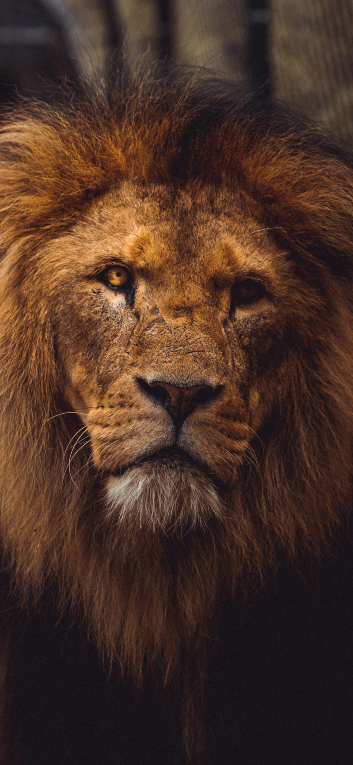 Lion Iphone Wallpapers