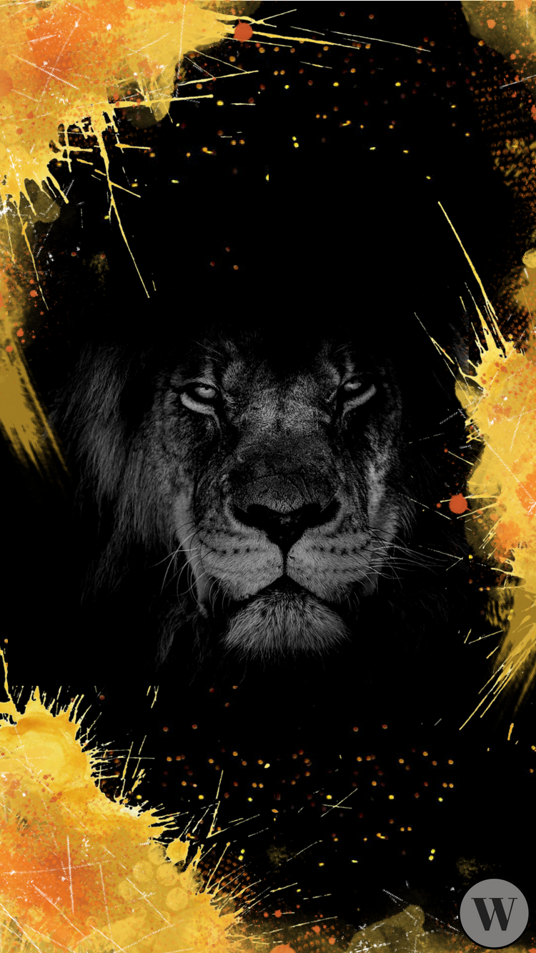 Lion Iphone Wallpapers