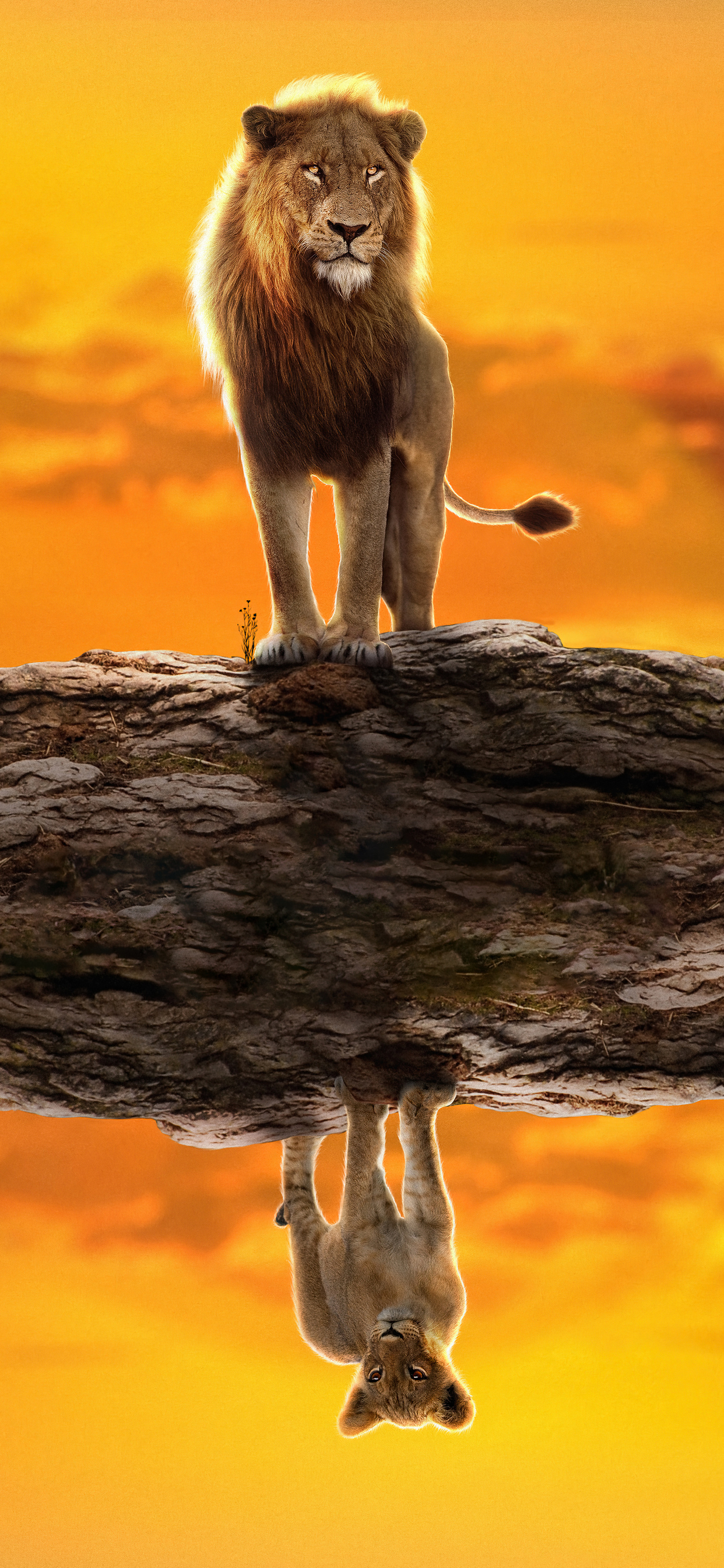 Lion King Iphone Wallpapers