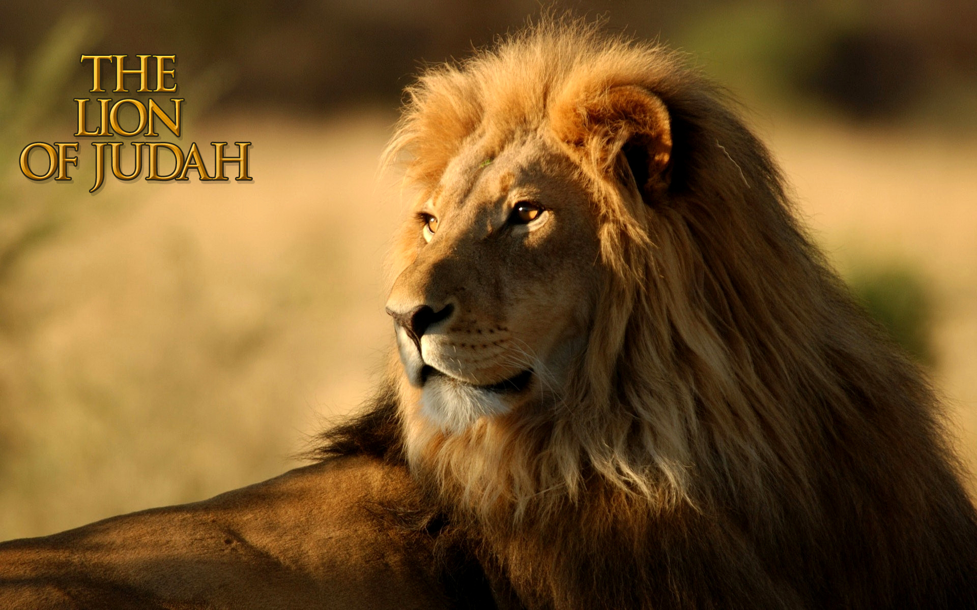 Lion Of Judah Wallpapers