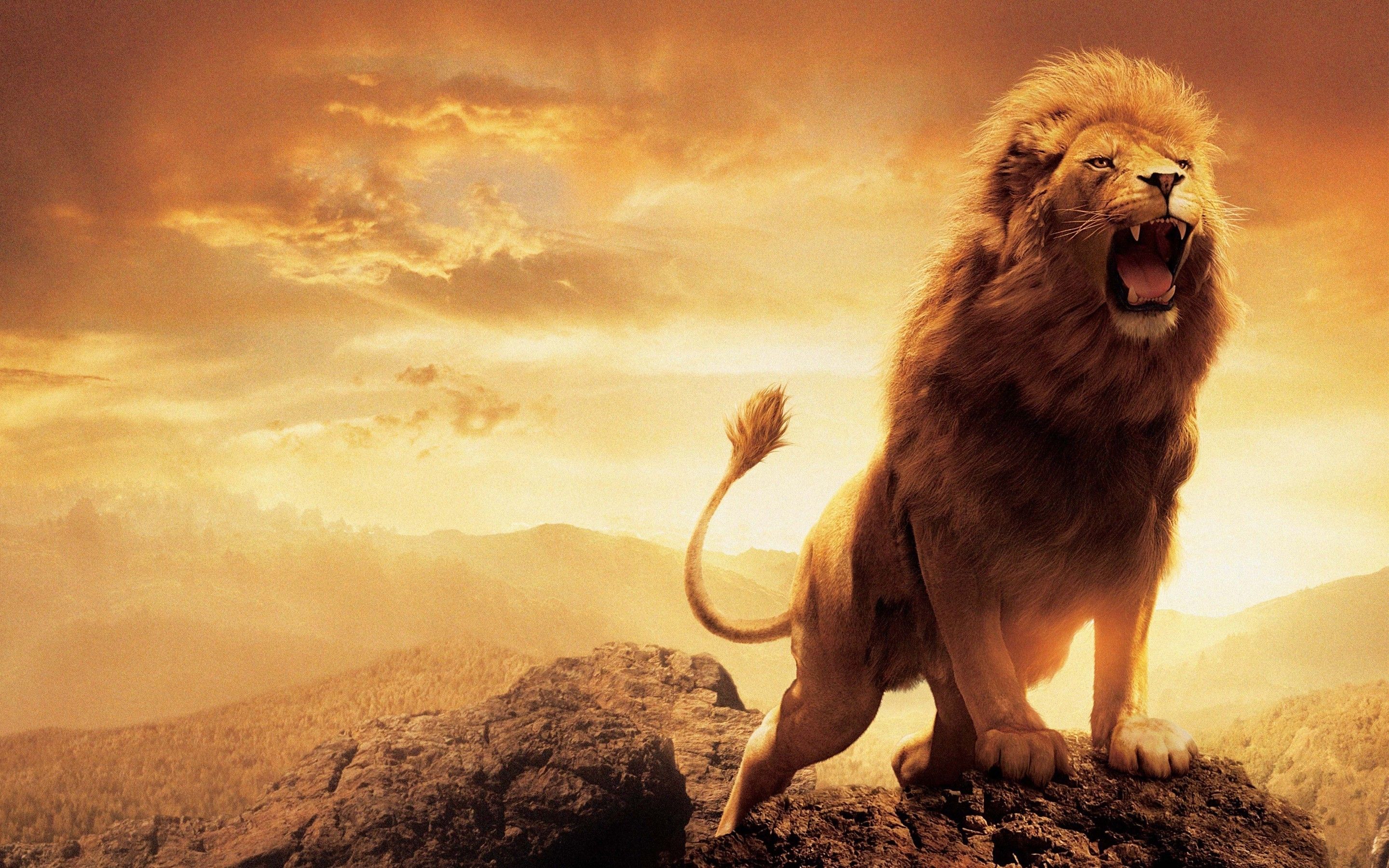 Lion Pc Wallpapers