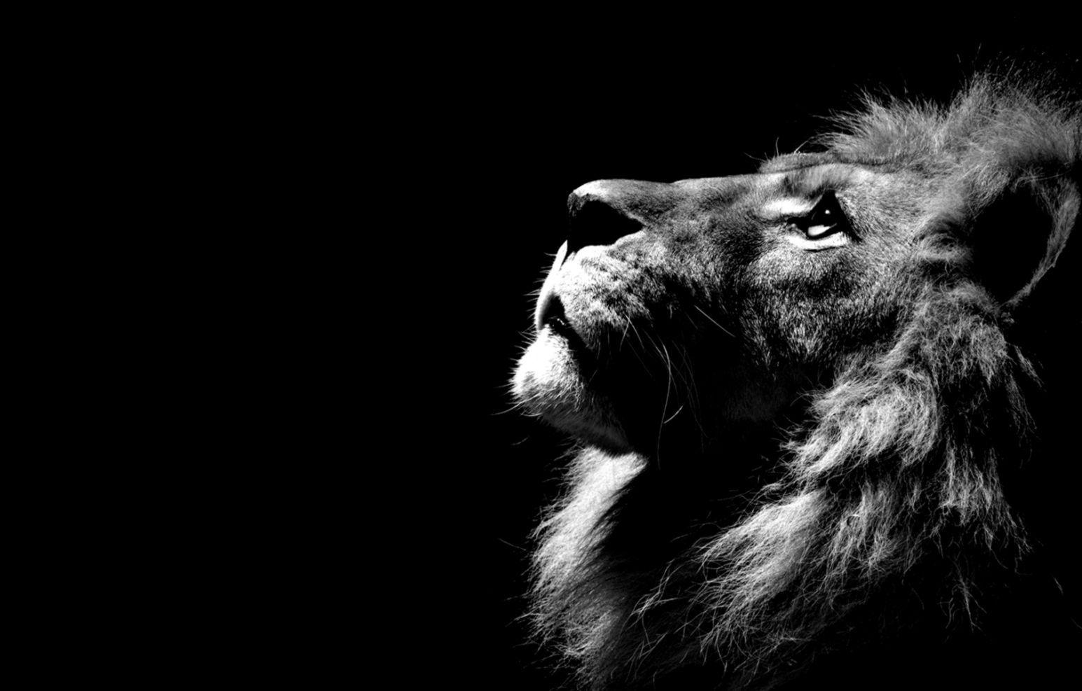 Lion Pc Wallpapers