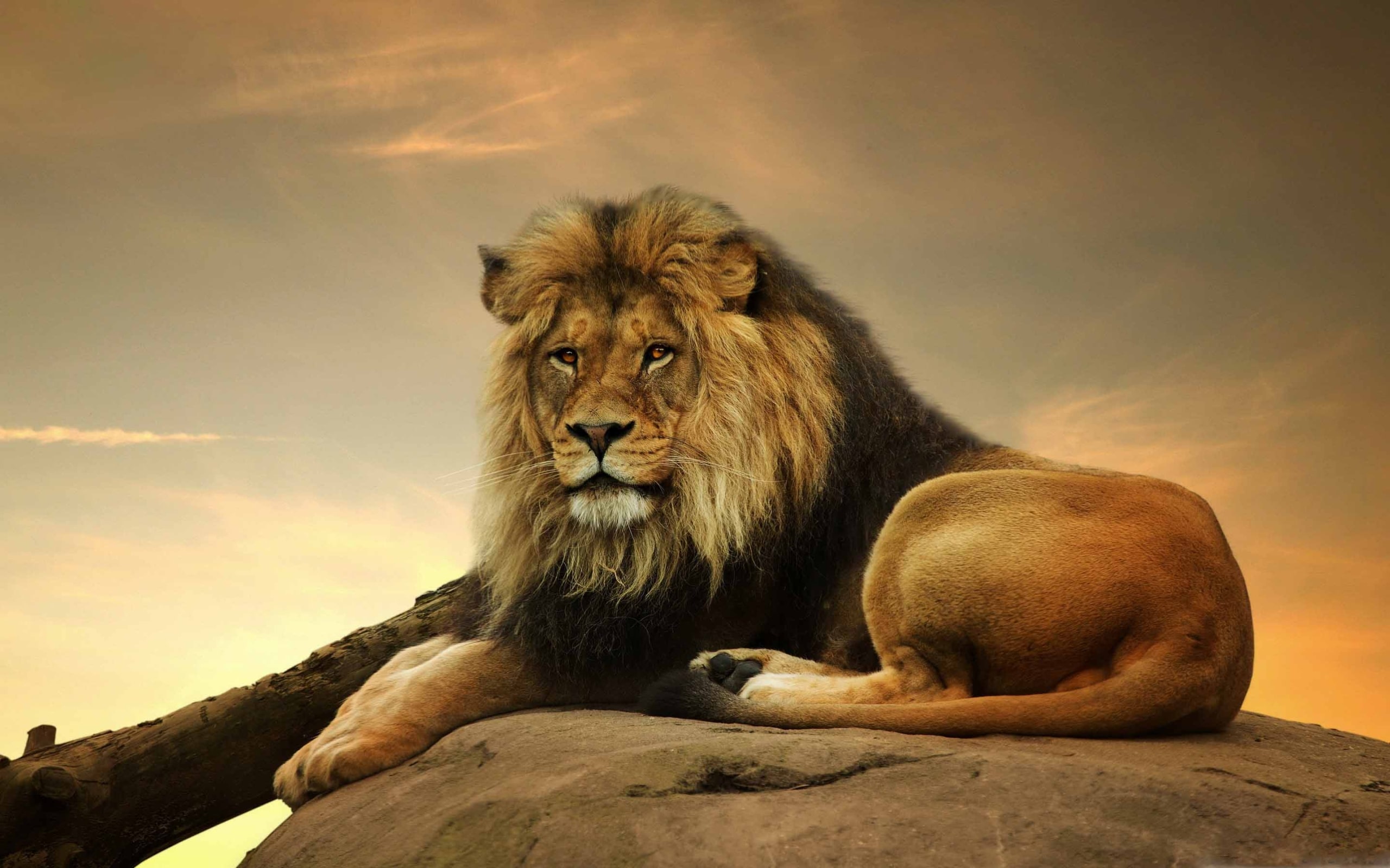 Lion Pc Wallpapers