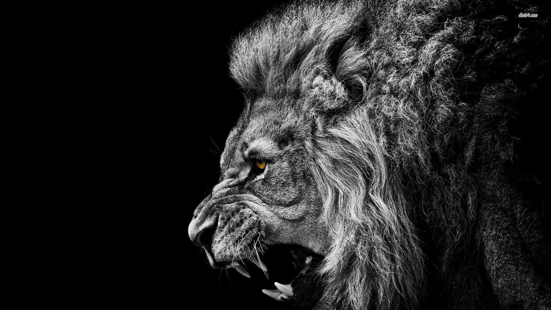 Lion Pc Wallpapers