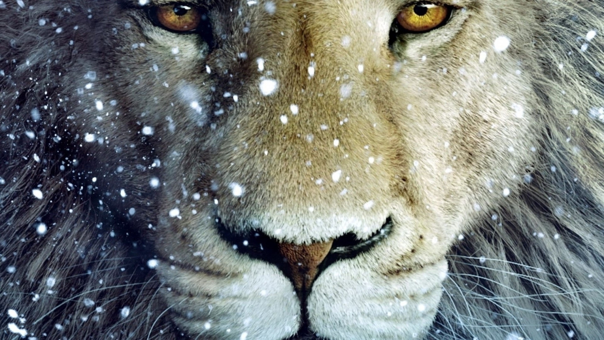 Lion Pc Wallpapers