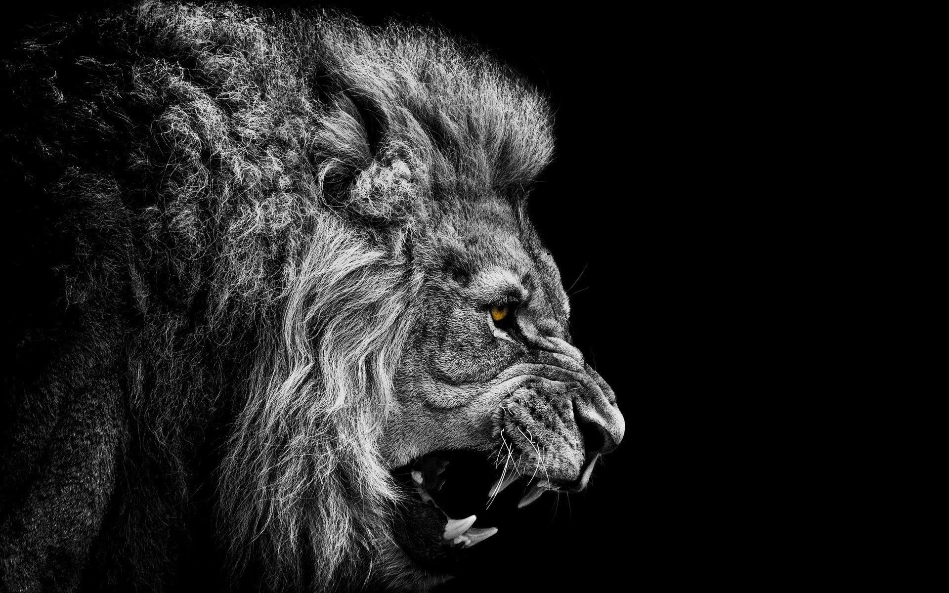 Lion Pc Wallpapers