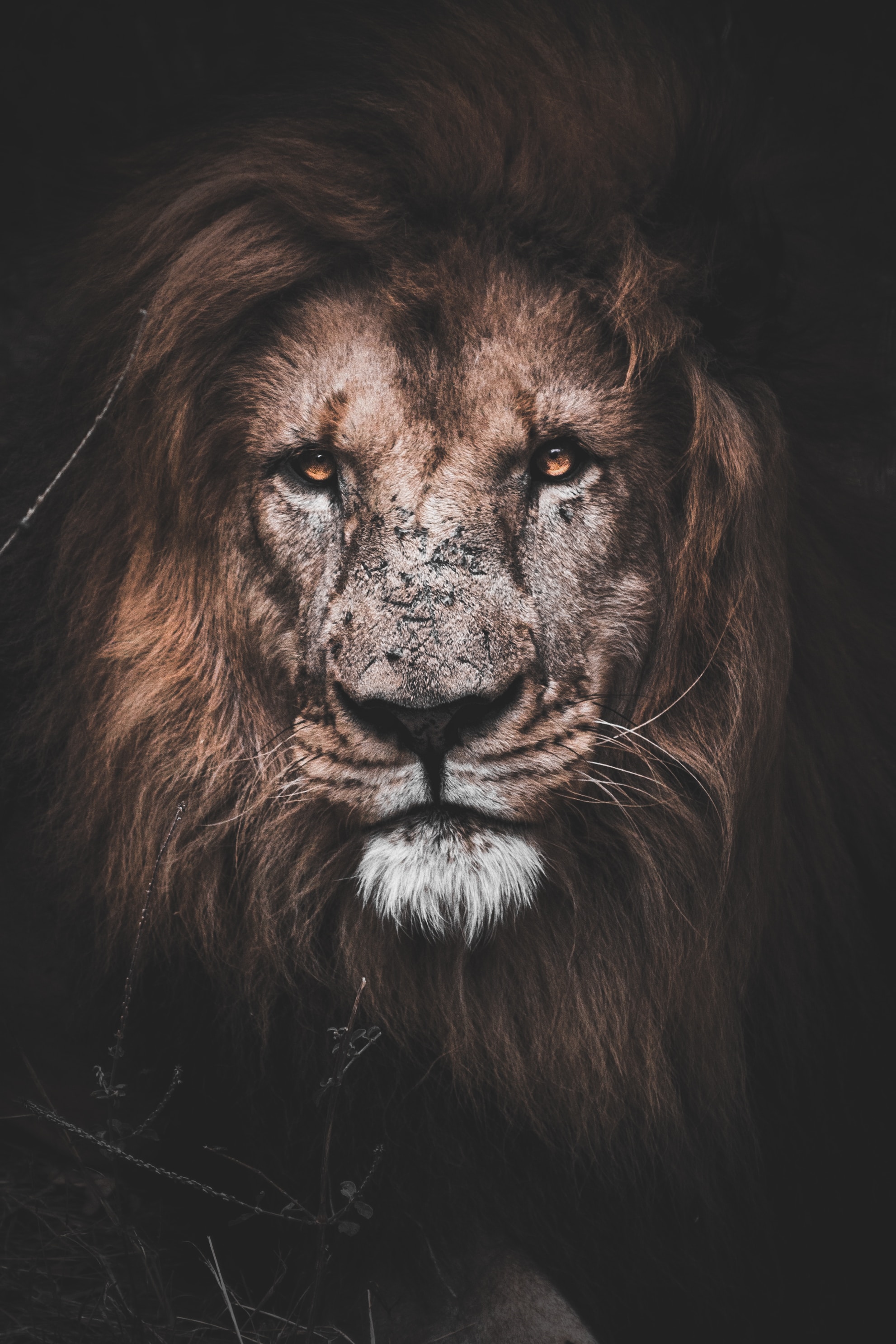 Lion Phone Background
