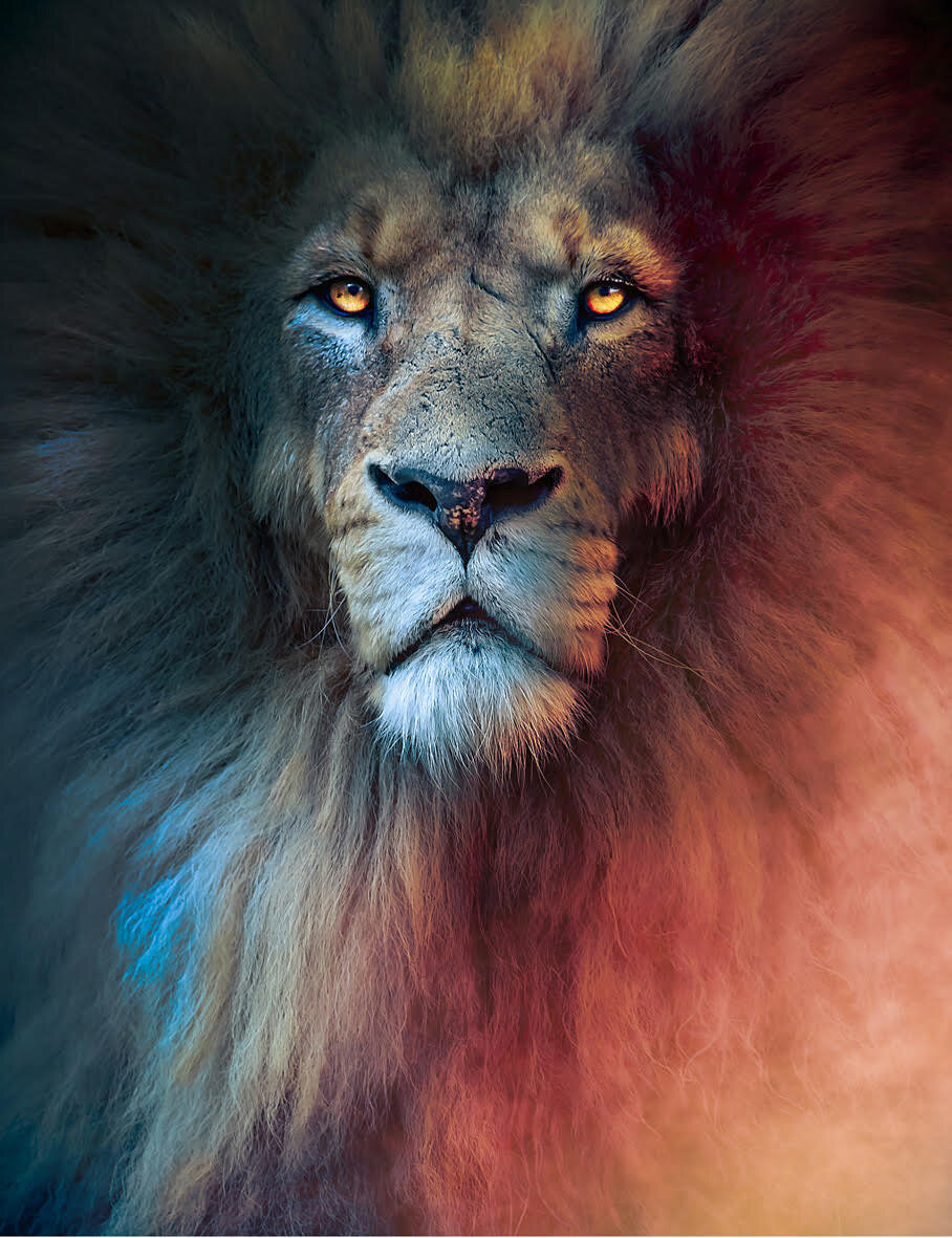 Lion Purple Background Digital Art