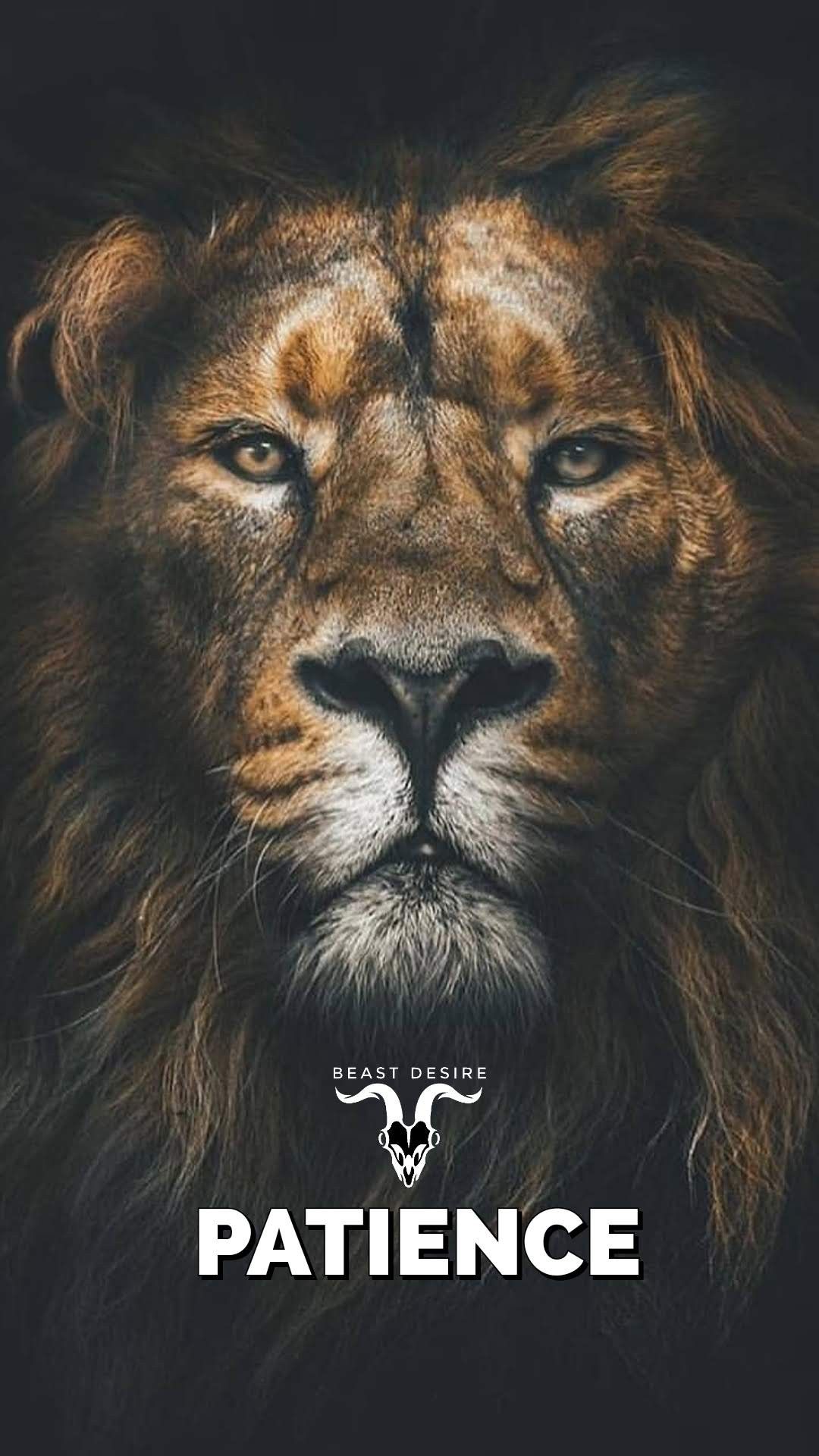 Lion Quotes Wallpapers