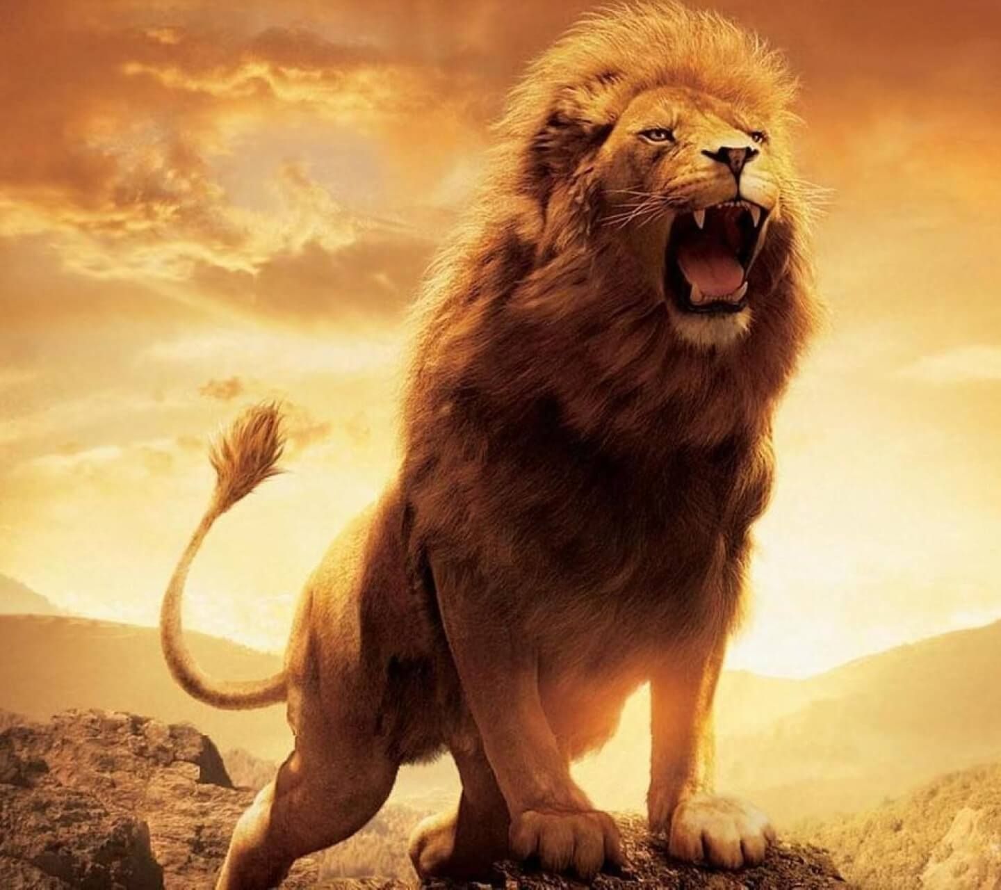 Lion Wall Paper Wallpapers