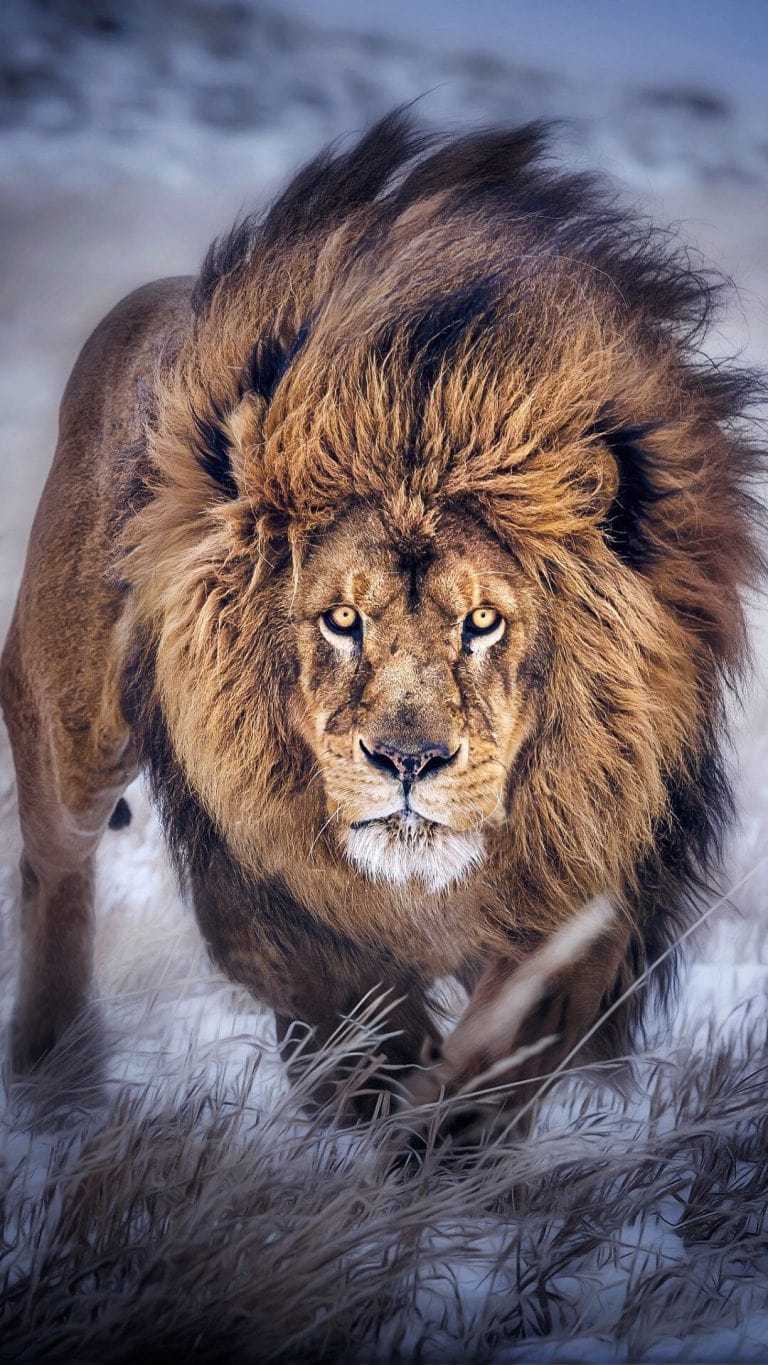 Lion Wallpapers