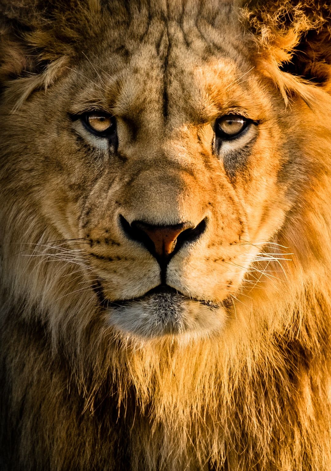 Lion Wallpapers