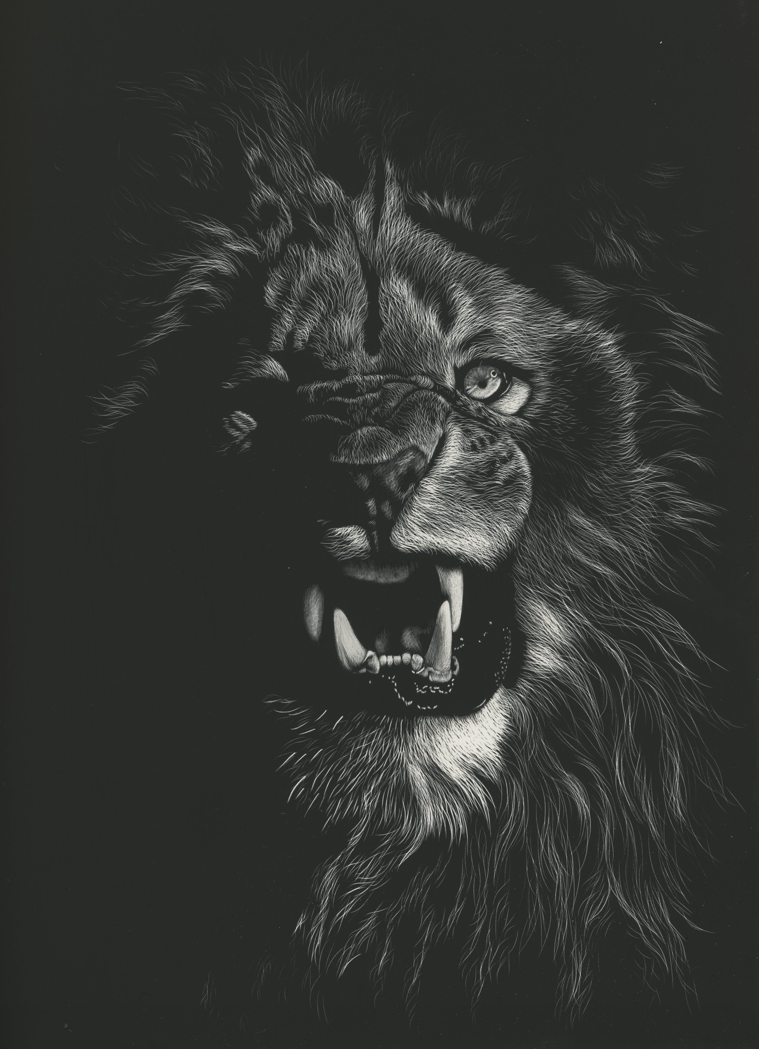 Lion Wallpapers