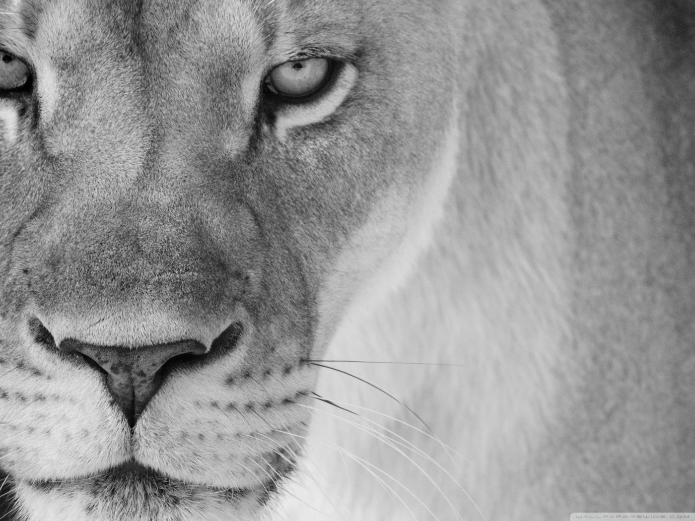 Lioness Wallpapers