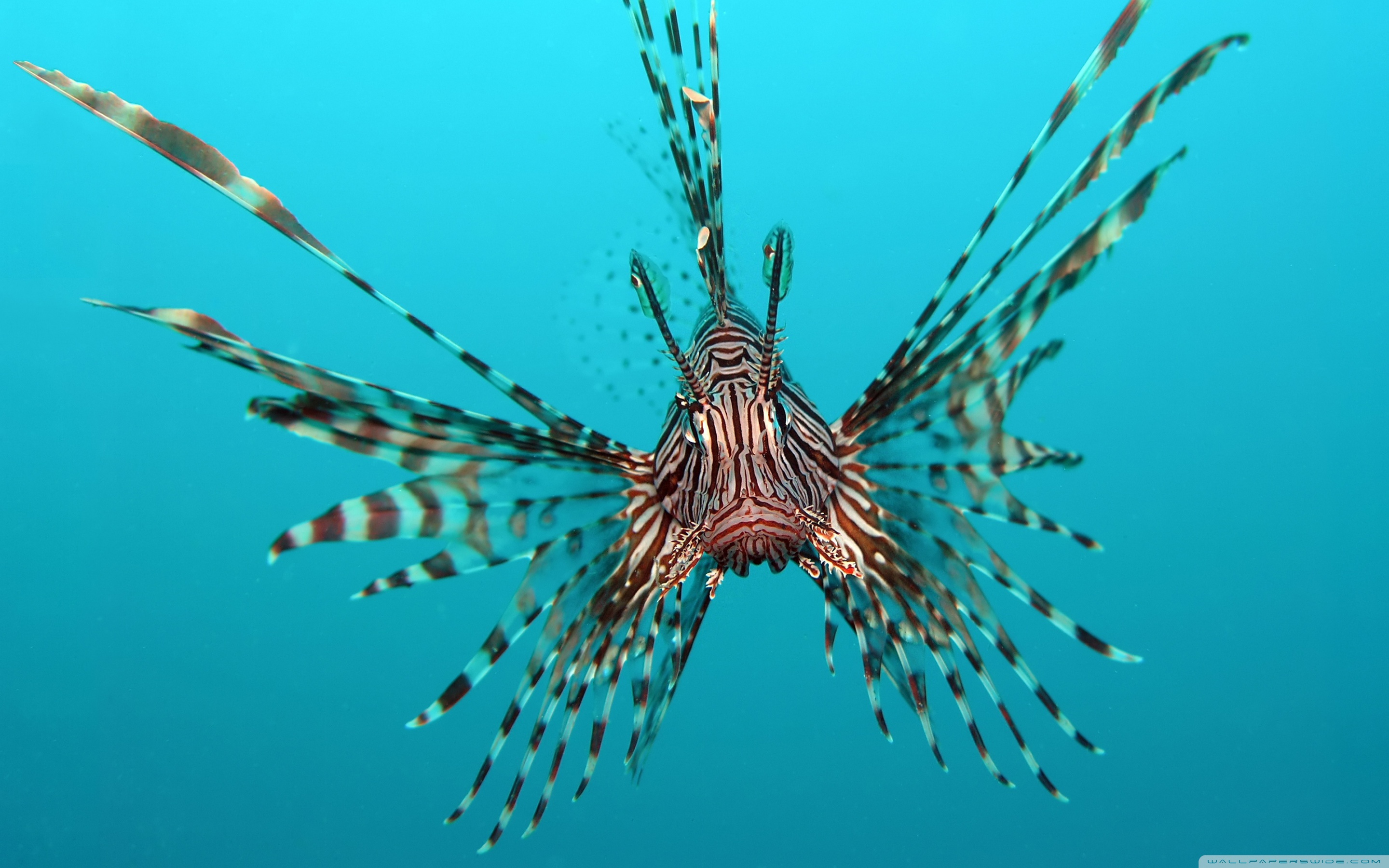 Lionfish Wallpapers