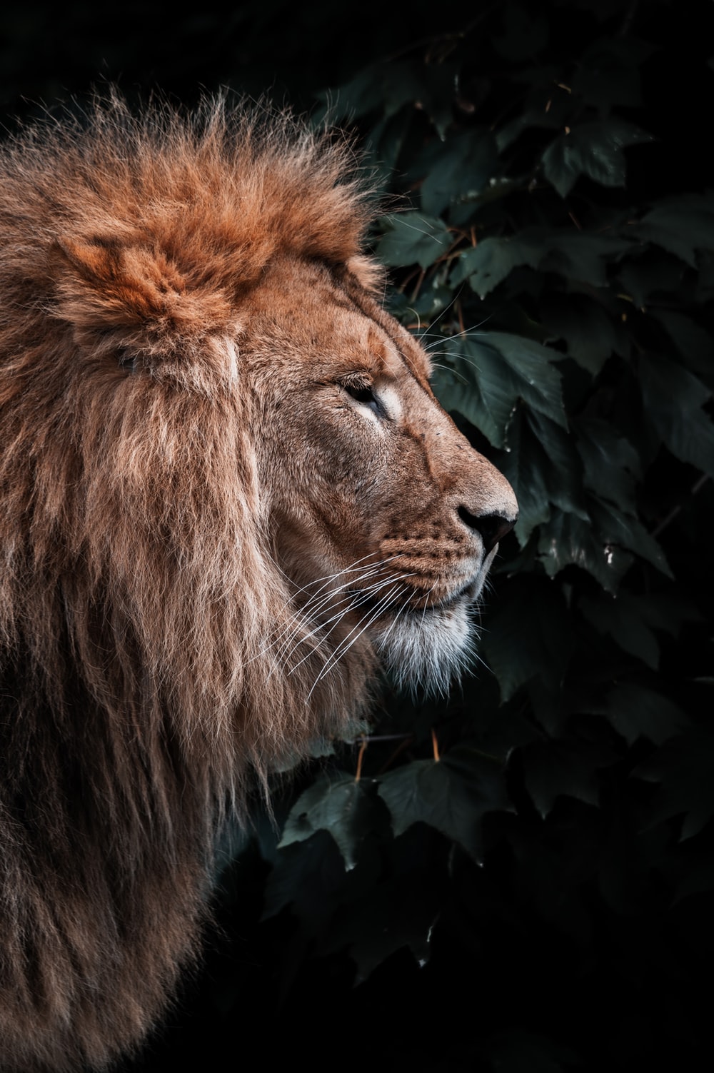 Lions Head Wallpapers