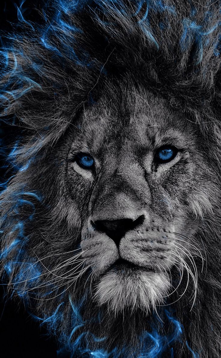 Lions Head Wallpapers