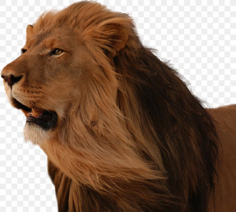 Lions Head Wallpapers