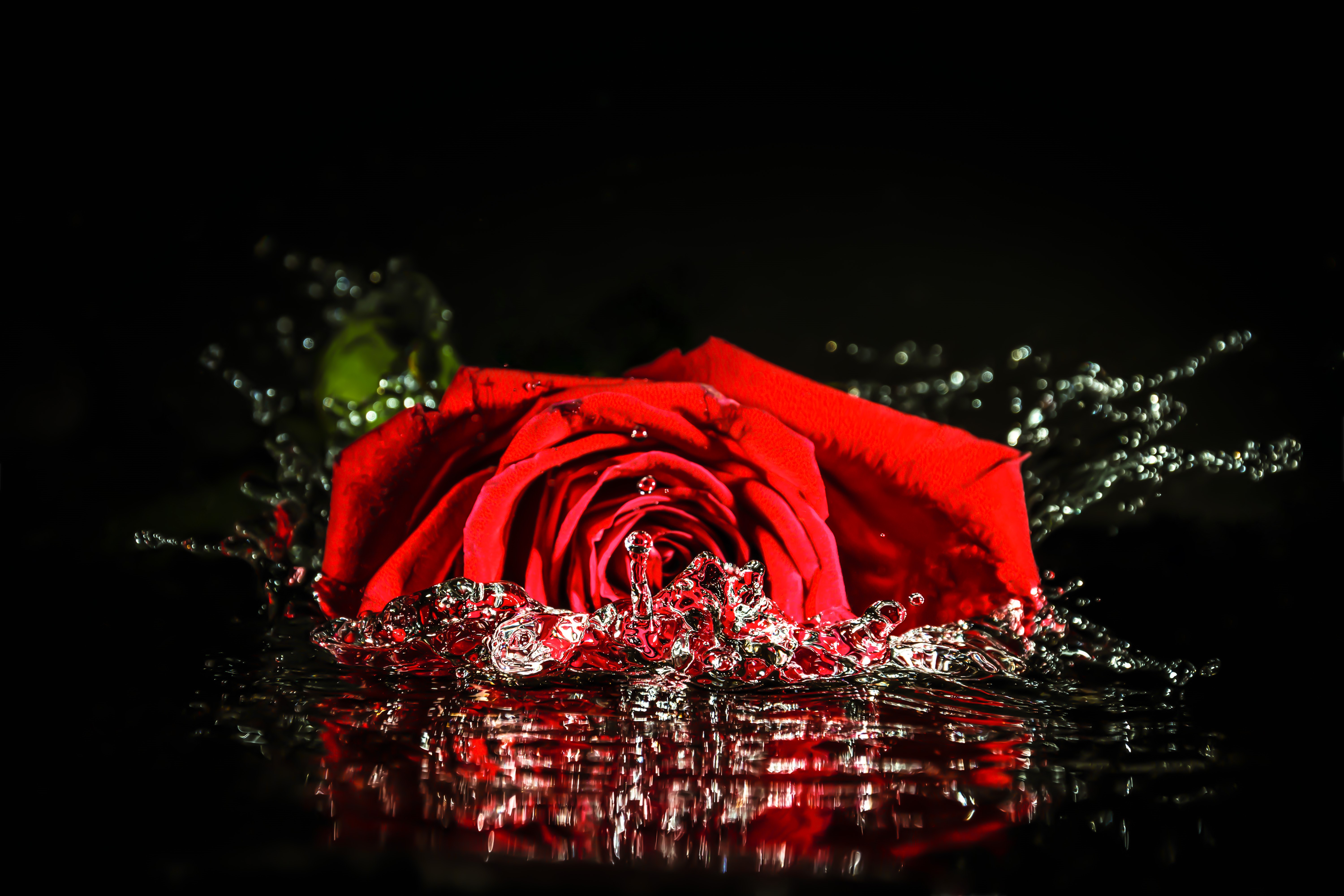 Liquid Rose Wallpapers