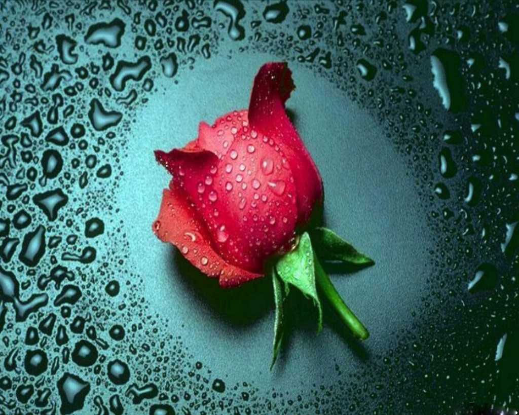 Liquid Rose Wallpapers