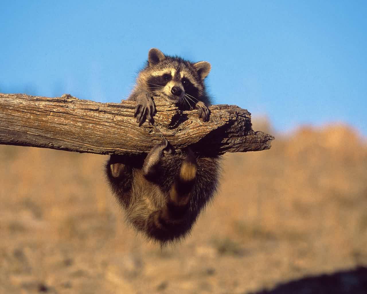 Little Raccoon In Forest Arwork Wallpapers