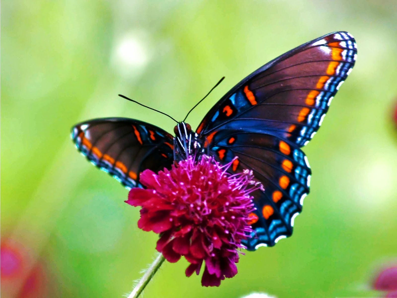 Live Butterfly Wallpapers