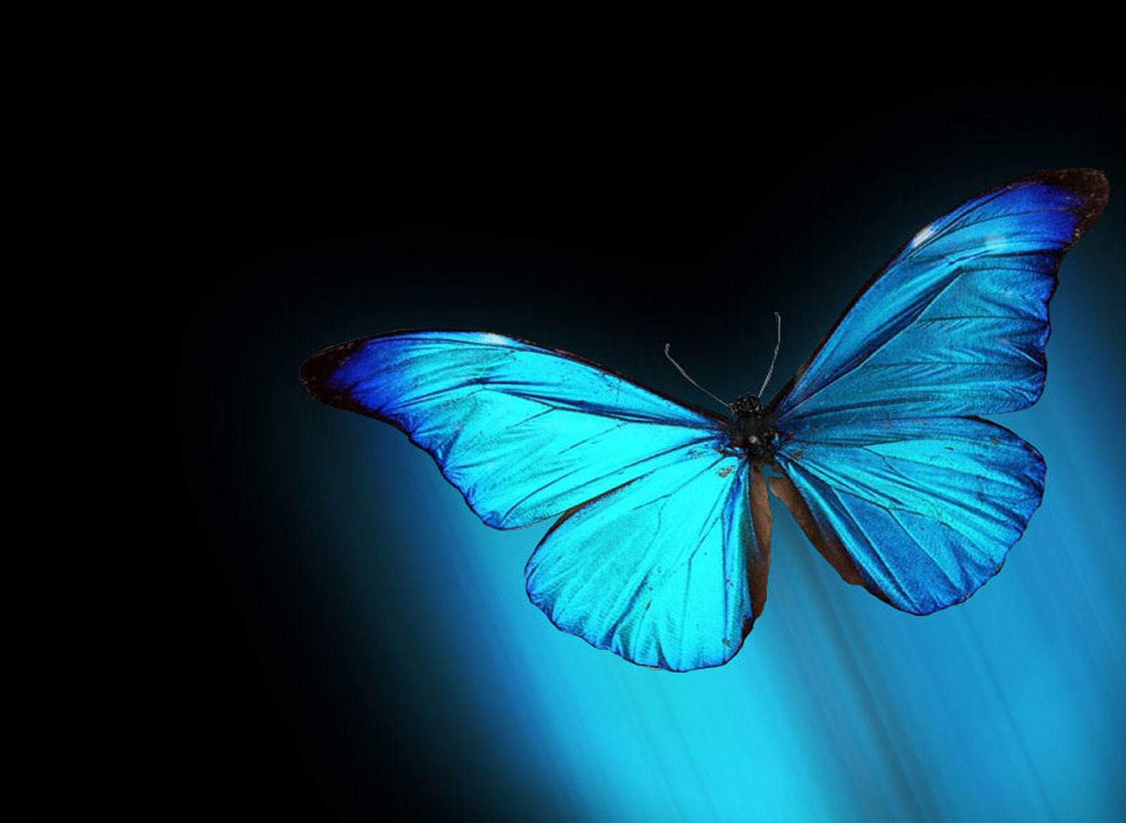 Live Butterfly Wallpapers