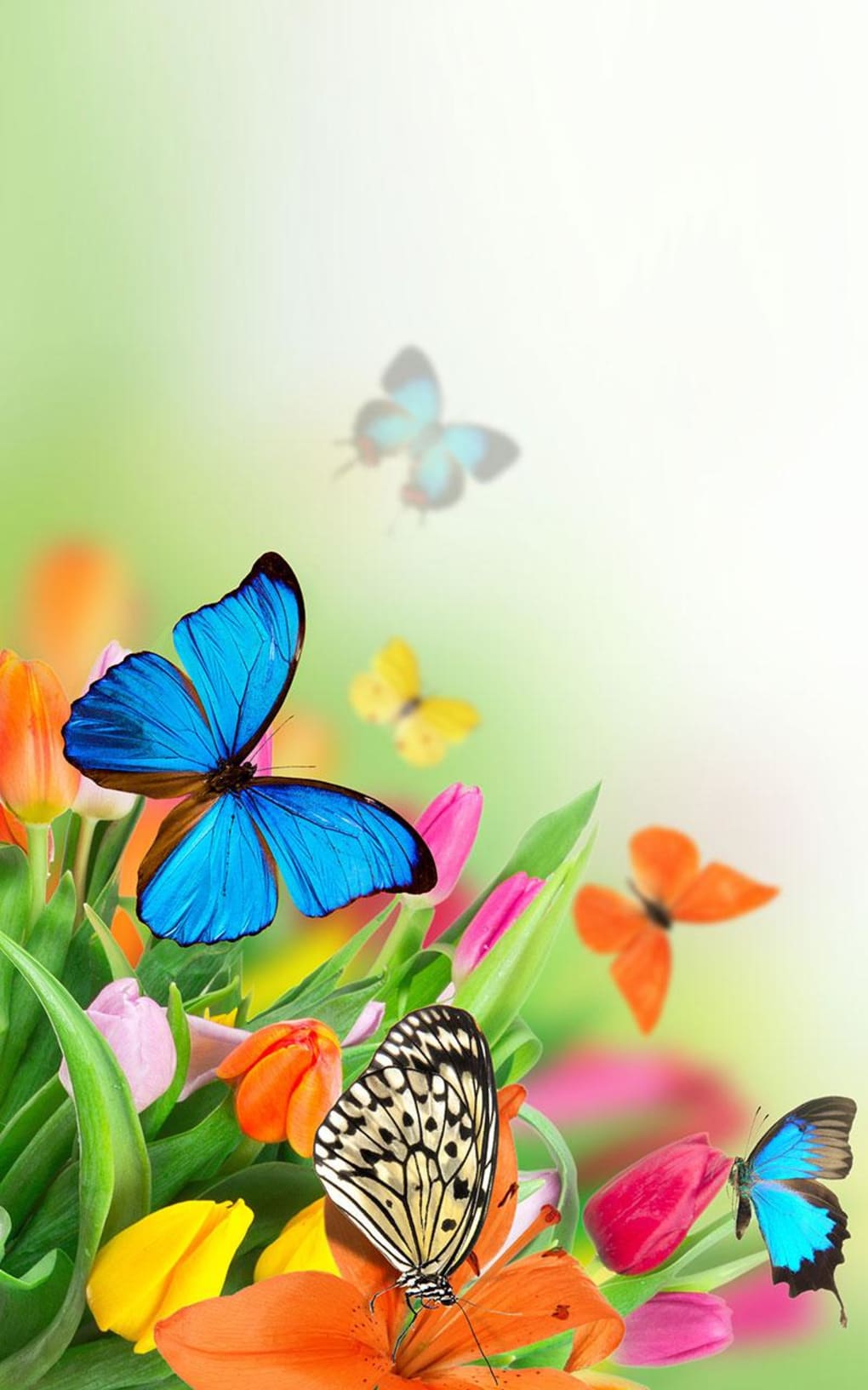 Live Butterfly Wallpapers