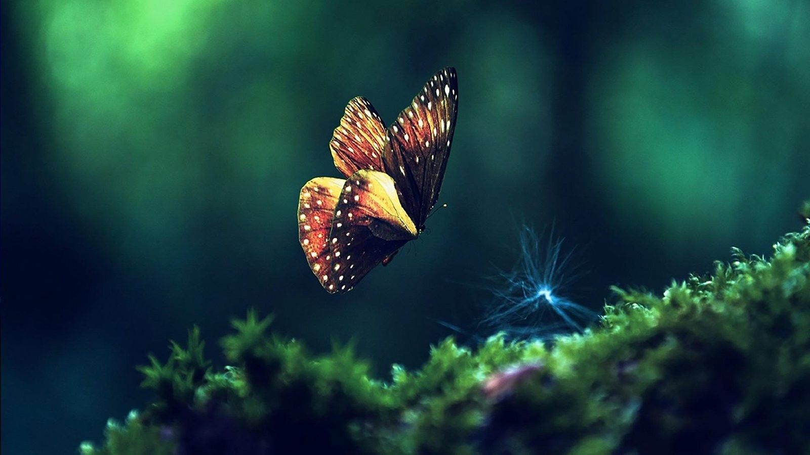 Live Butterfly Wallpapers