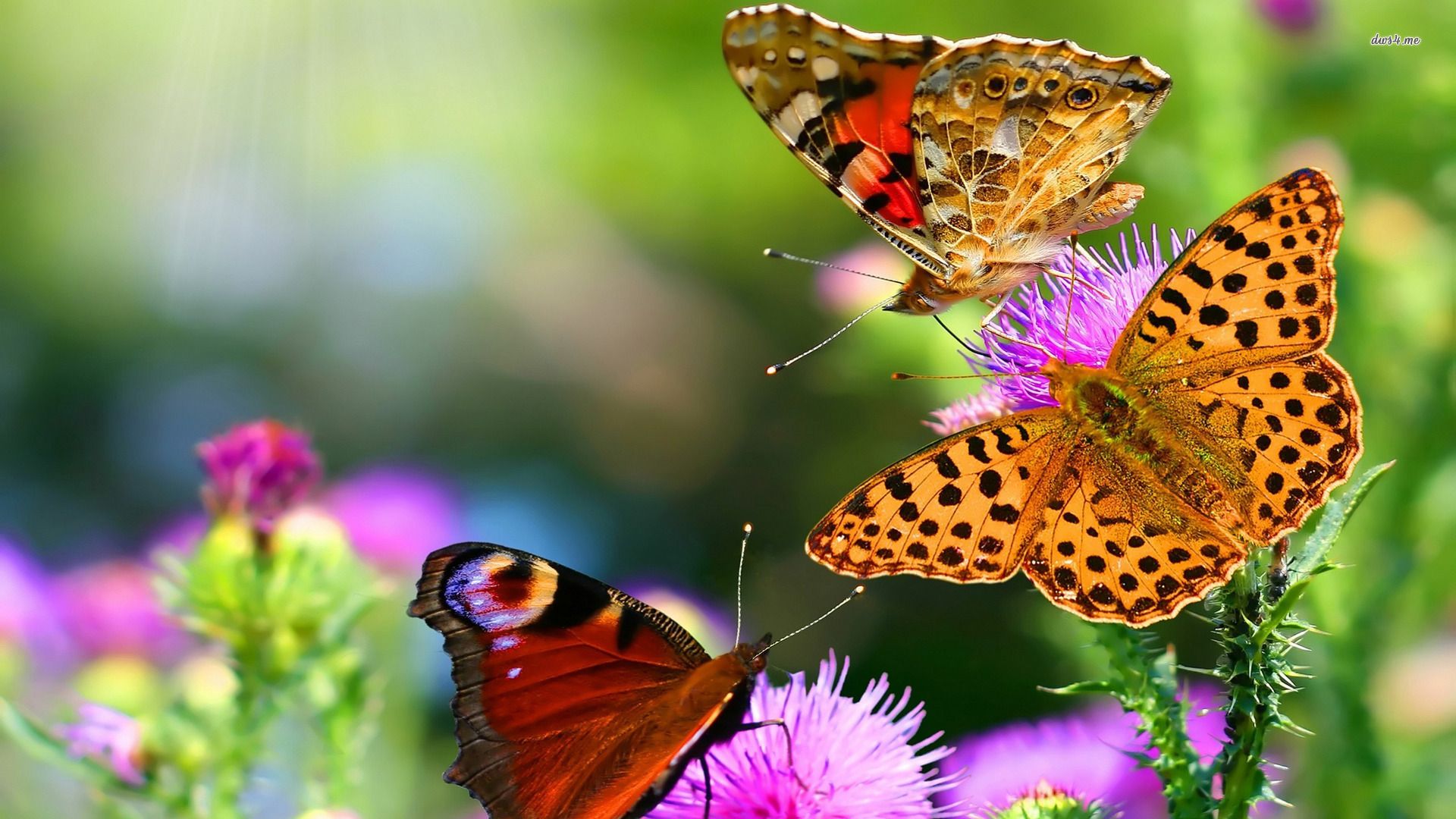 Live Butterfly Wallpapers