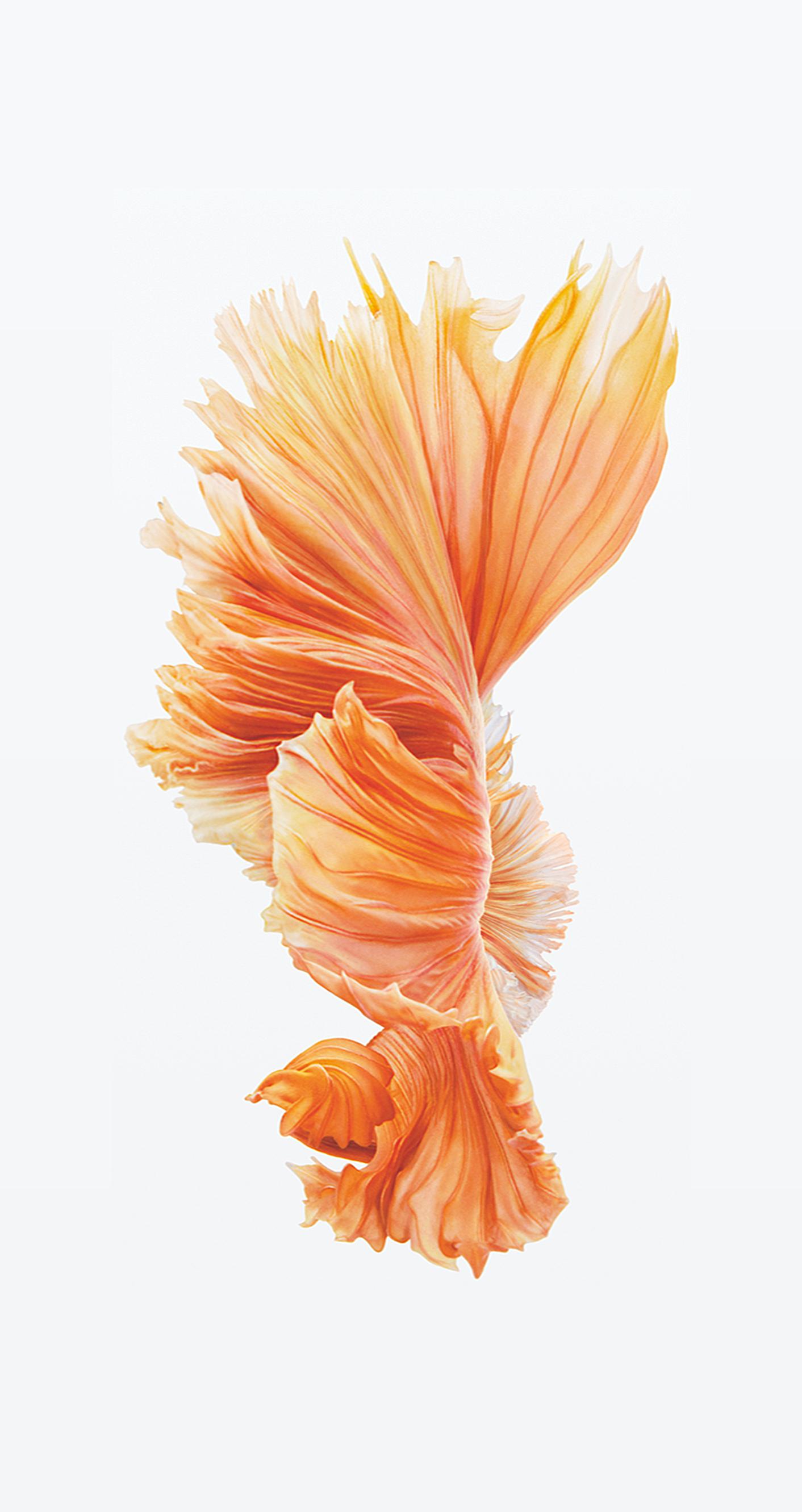 Live Iphone 6S Download Wallpapers