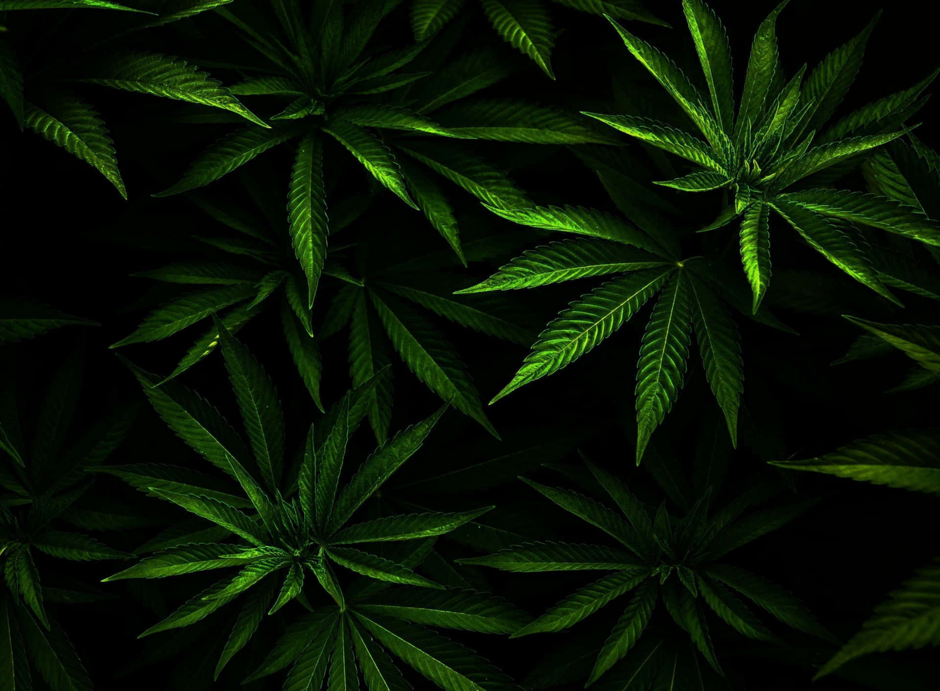 Live Weed Wallpapers