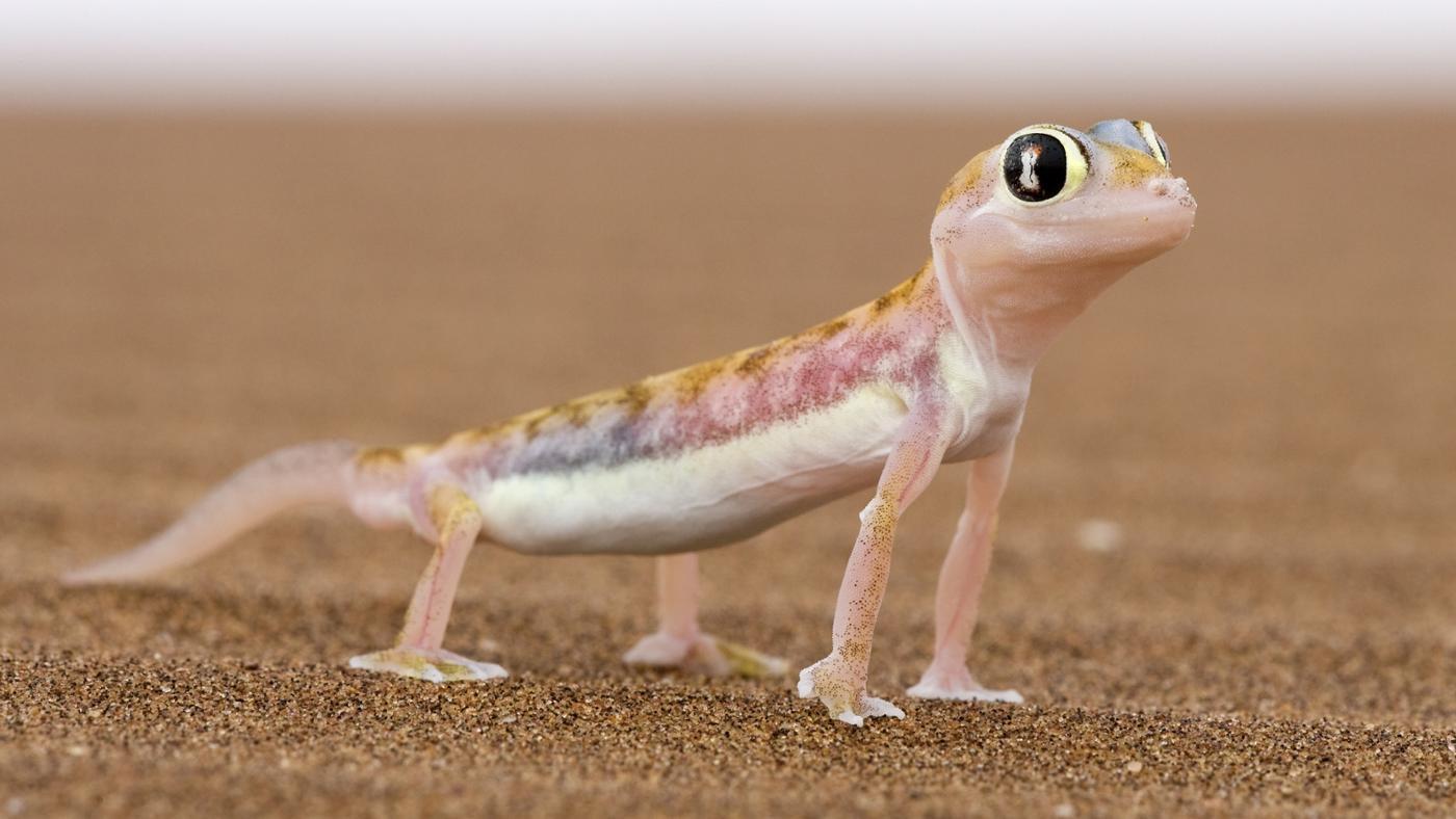 Lizard Wallpapers