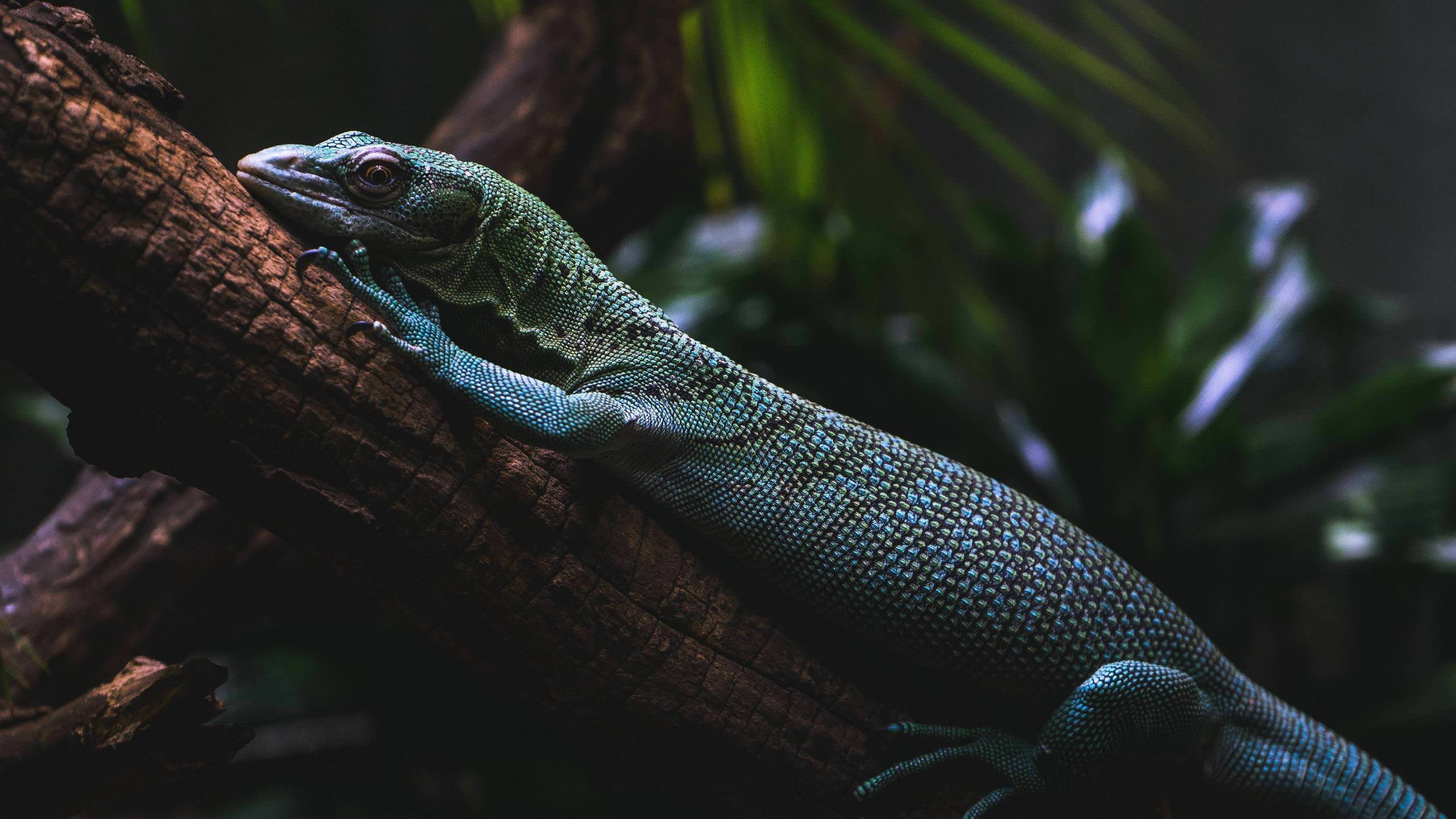 Lizard Wallpapers