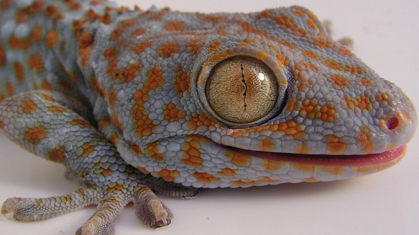 Lizard Wallpapers