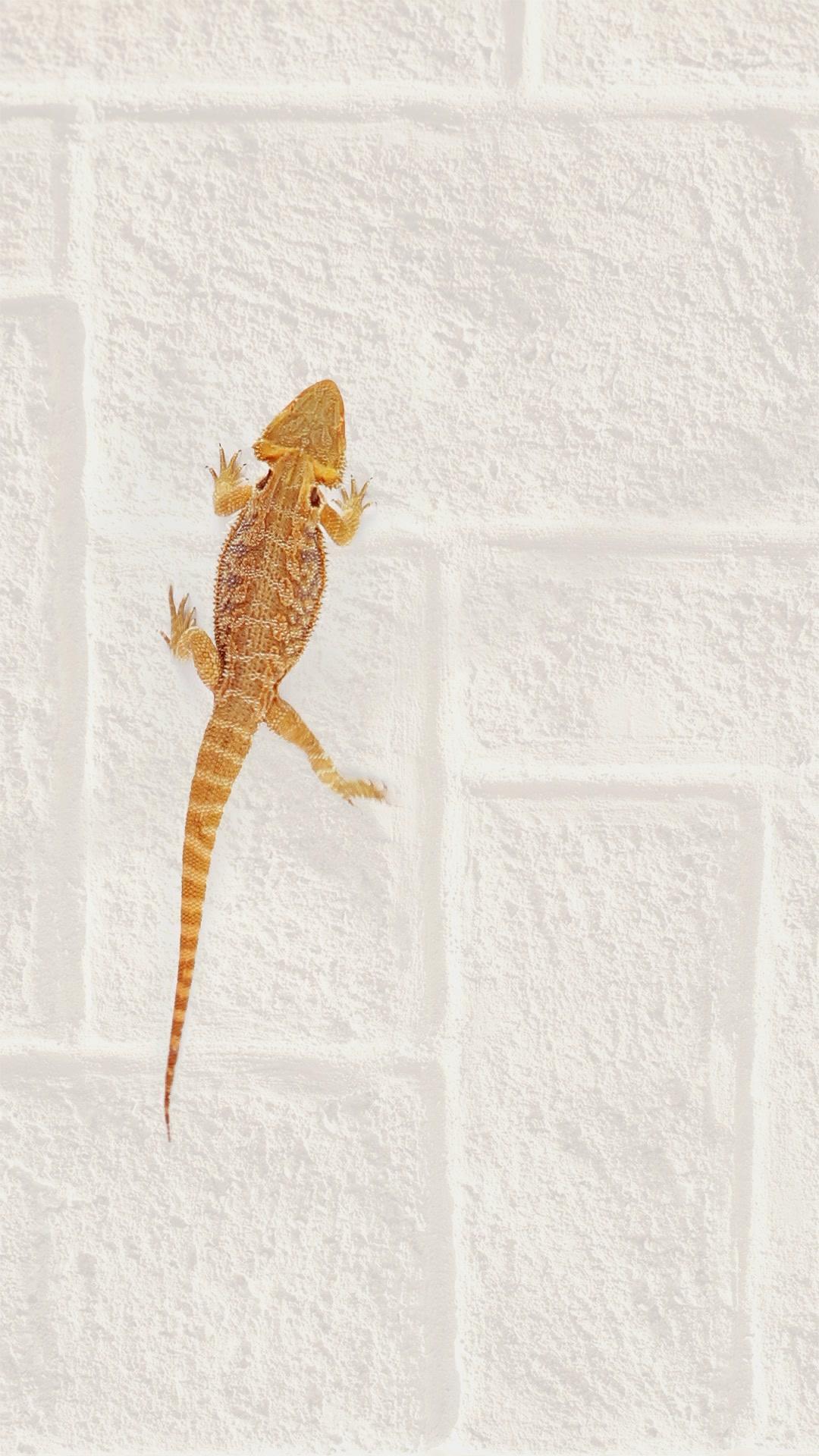 Lizard Wallpapers