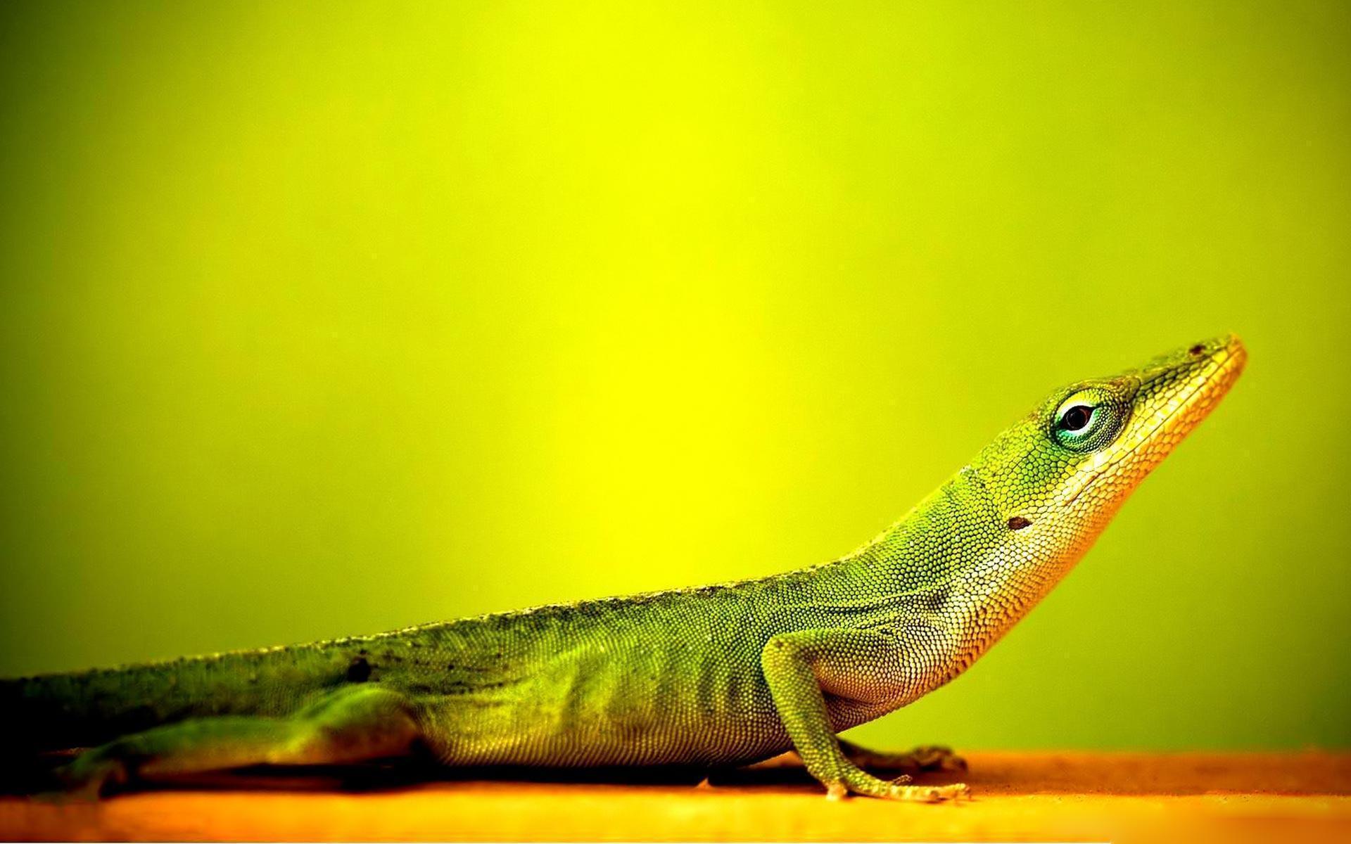 Lizzard Wallpapers